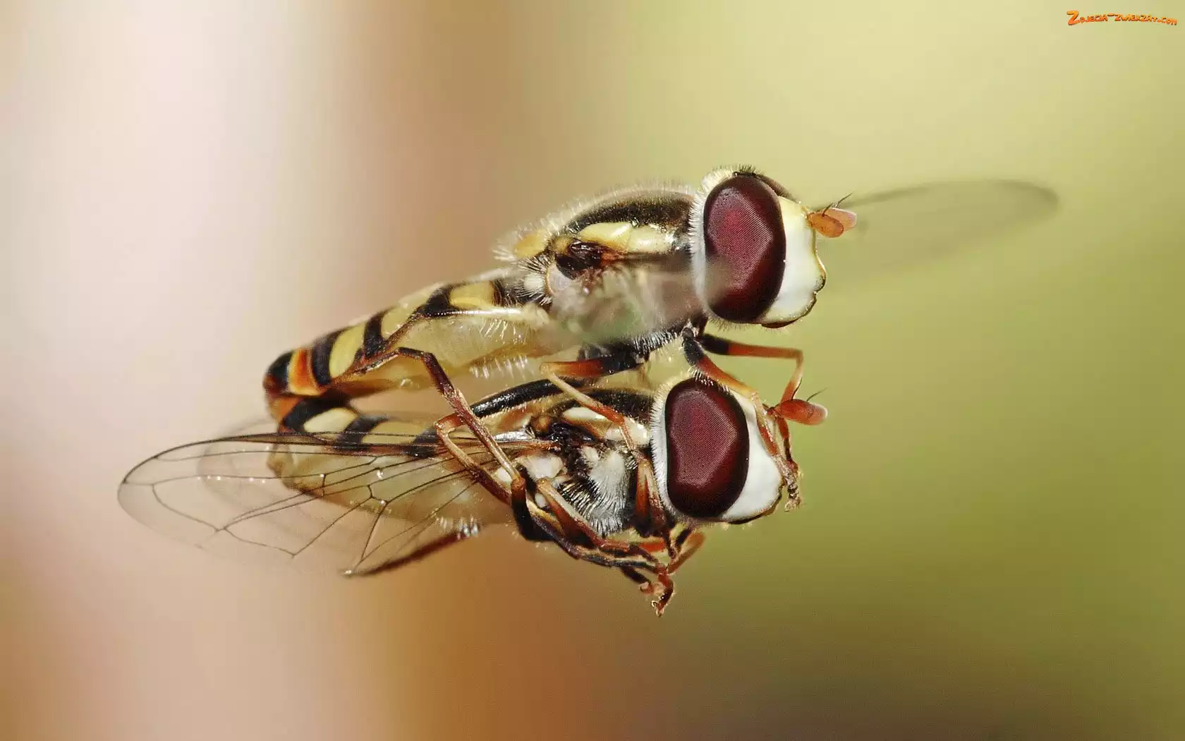 Odbicie, Mucha, Makro