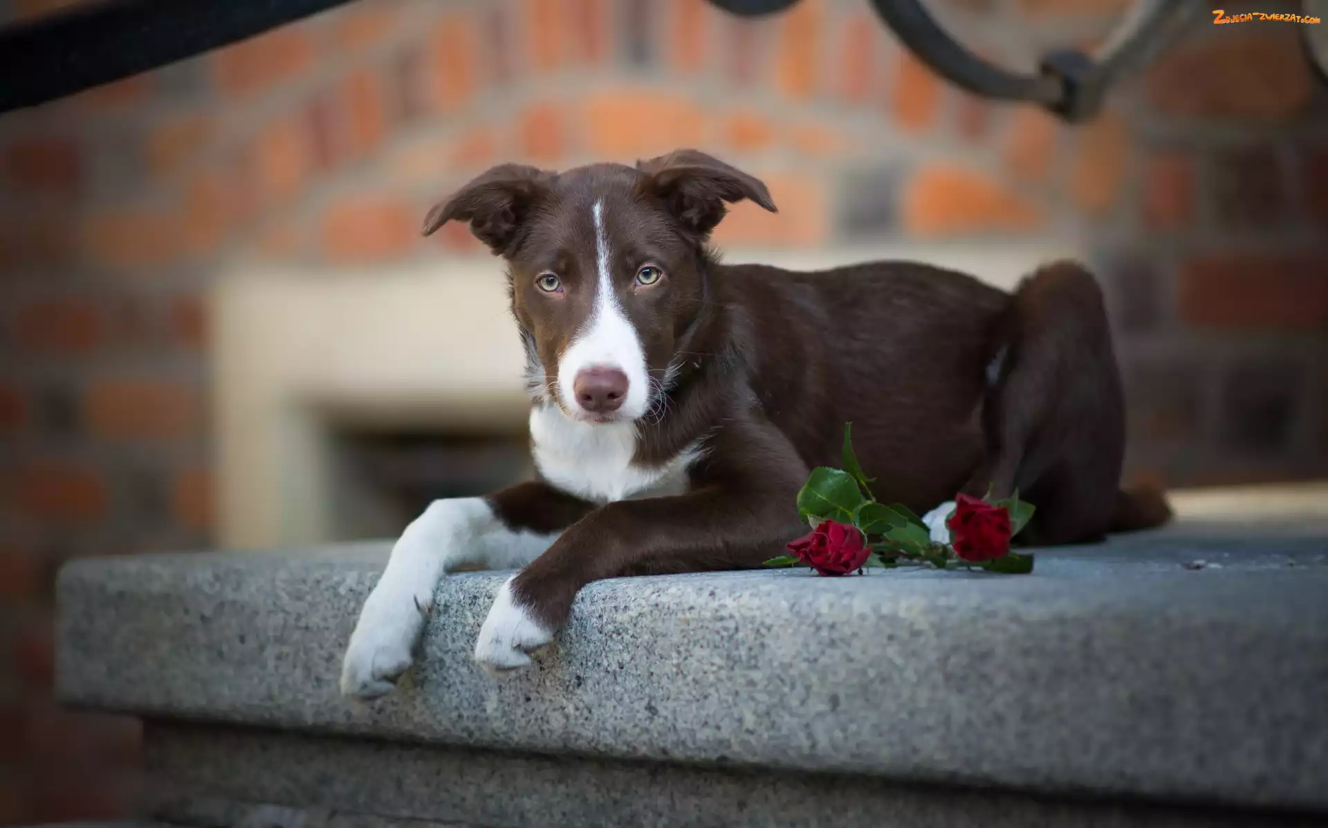 Murek, Kwiaty, Krótkowłosy, Pies, Border collie