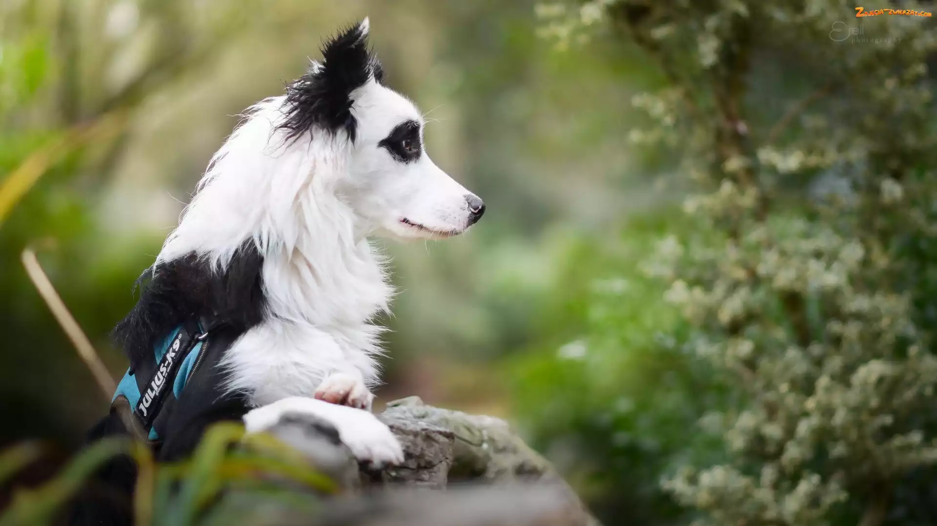 Murek, Tło, Border collie, Rozmyte