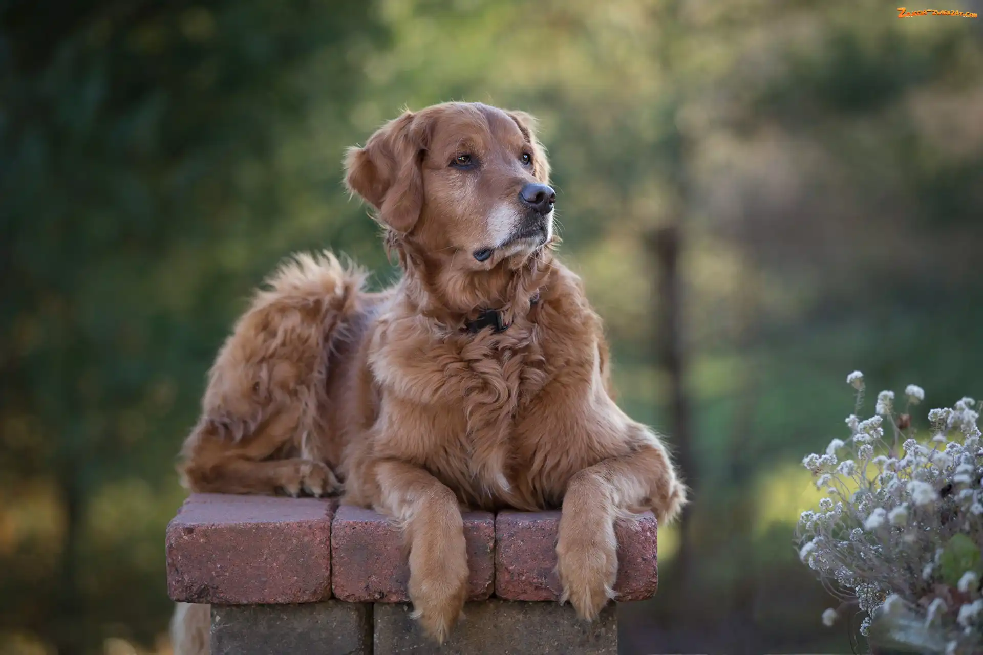 Murek, Rozmyte tło, Golden retriever, Rośliny