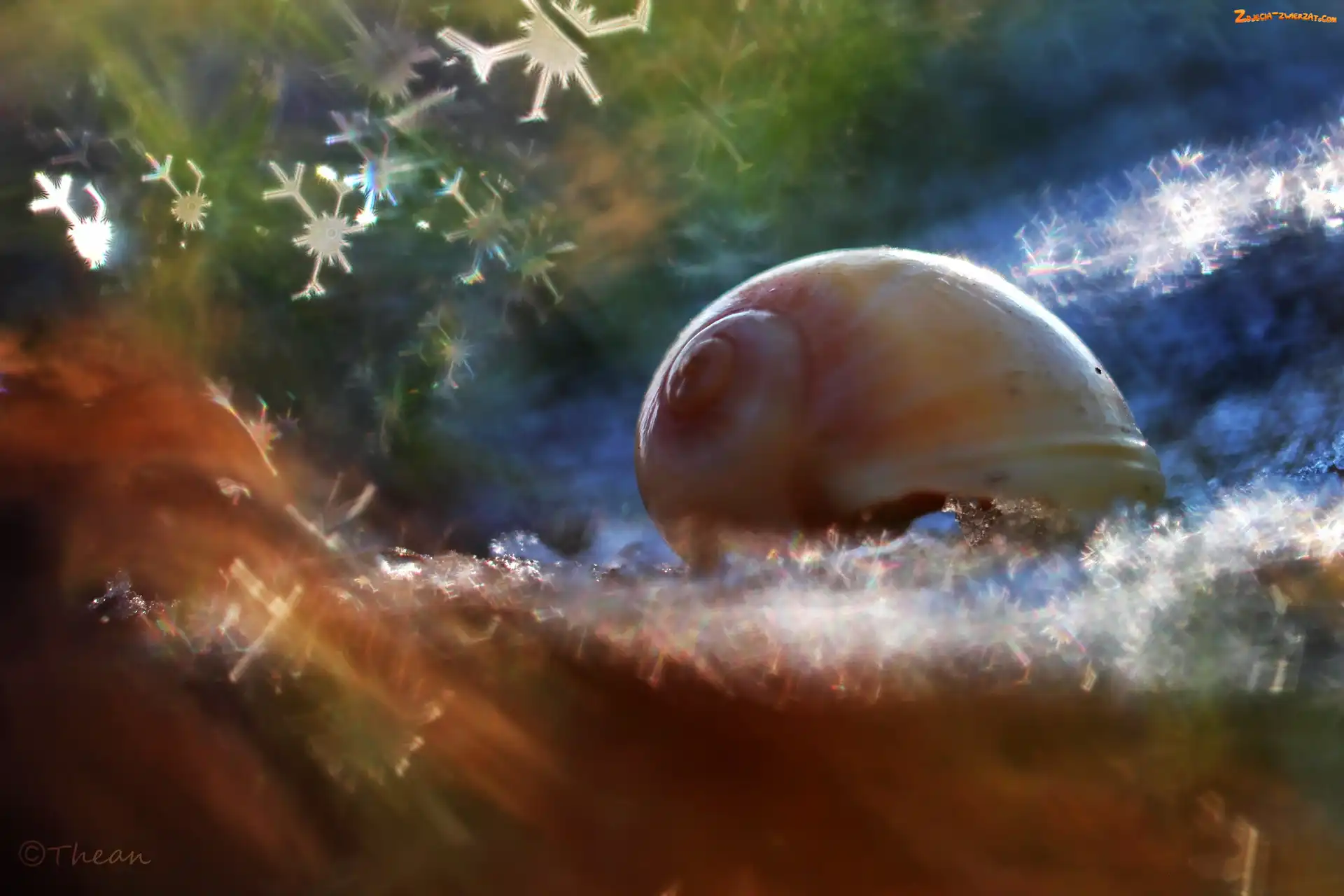 Muszelka, Bokeh