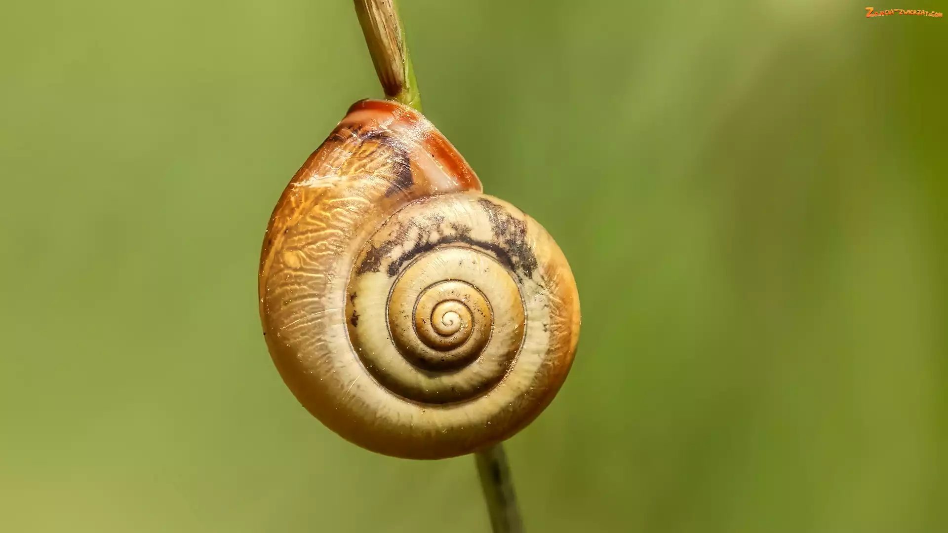 Muszelka, Łodyżka, Ślimak, Roślina