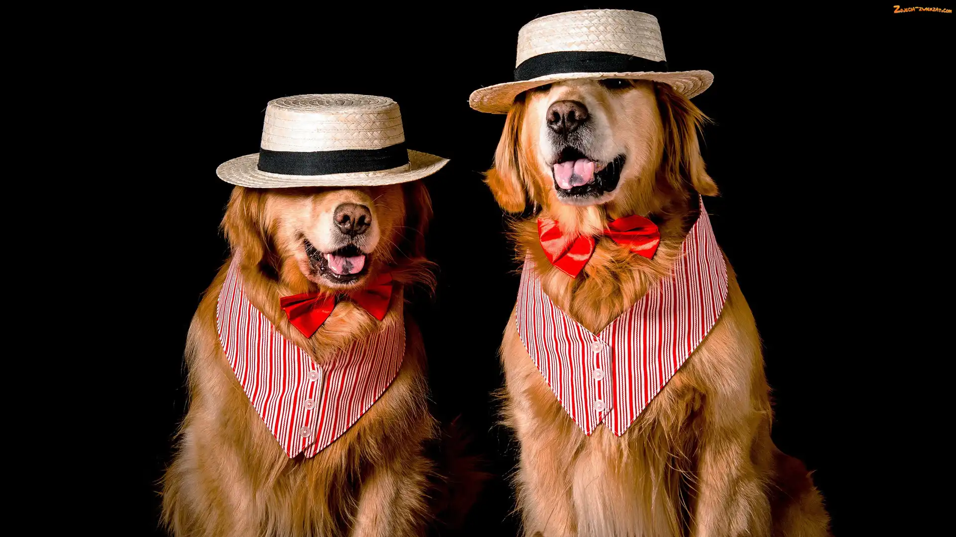 Muszki, Kapelusze, Psy, Dwa, Golden retriever