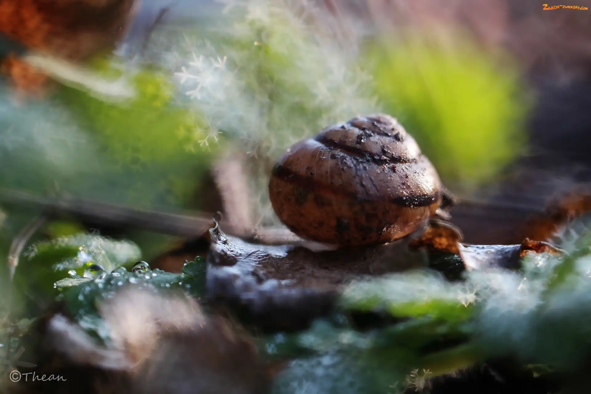 Bokeh, Muszla, Ślimaka