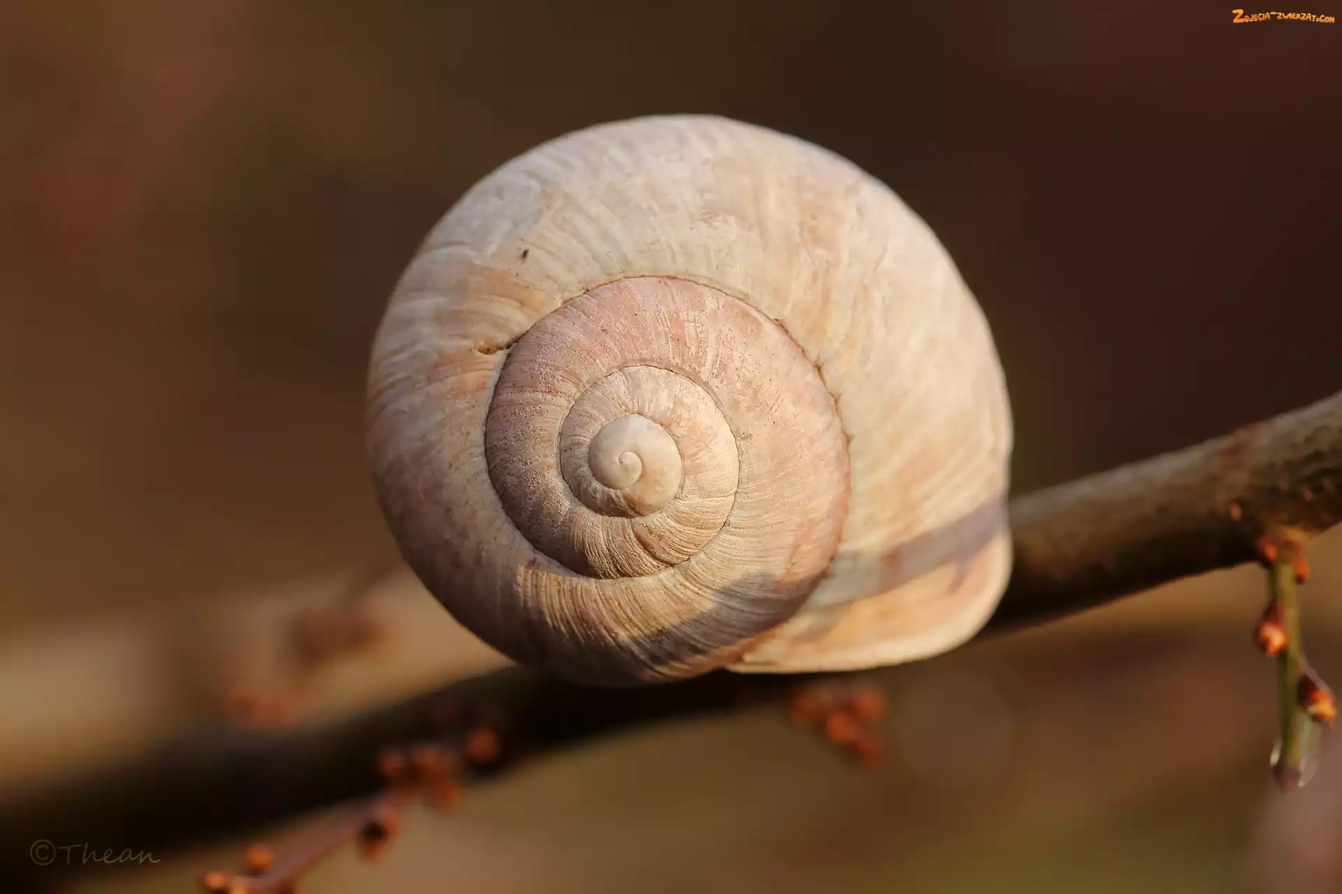 Makro, Muszla, Gałązka