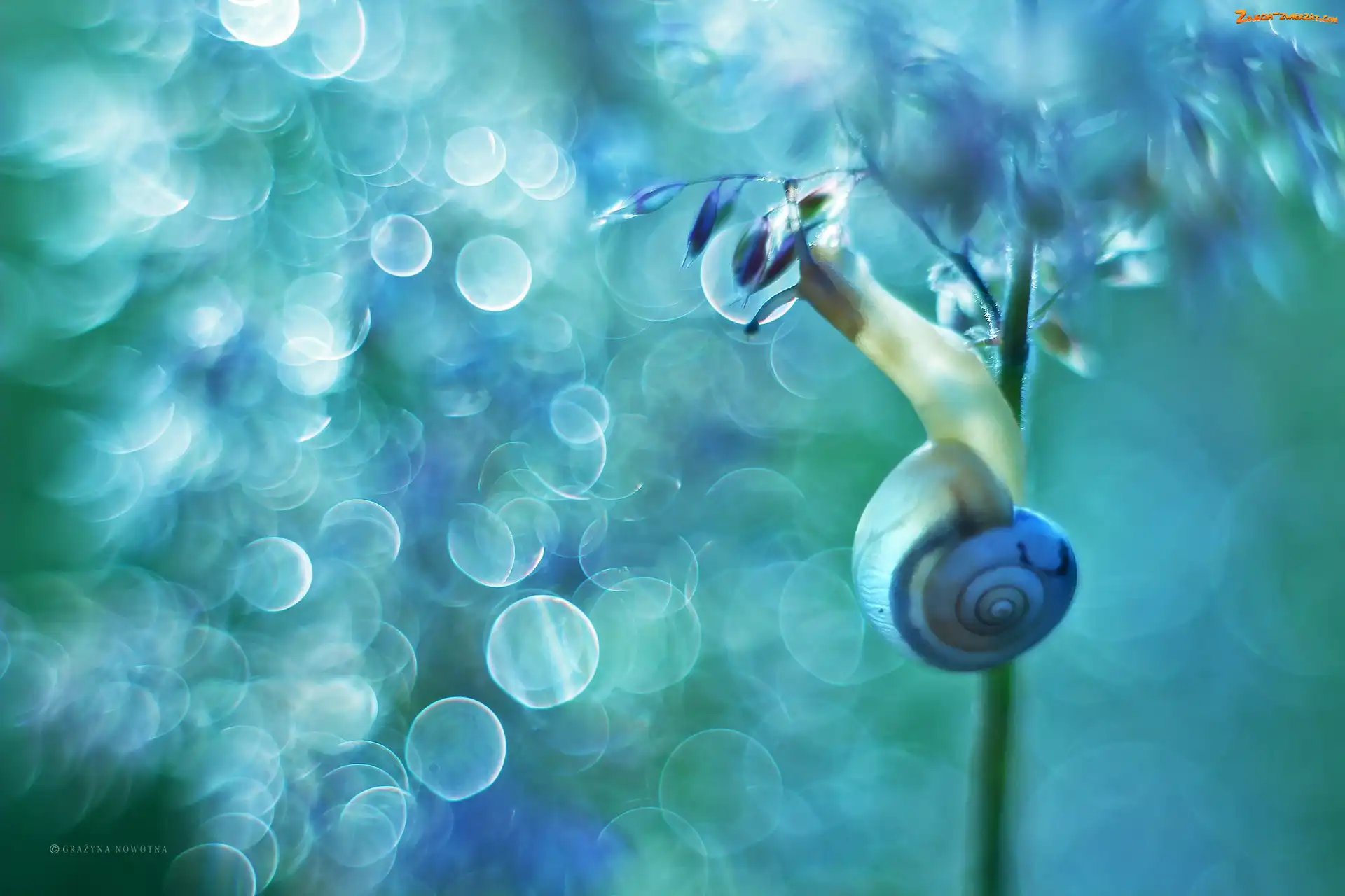Na, Bokeh, Ślimak, Roślinie
