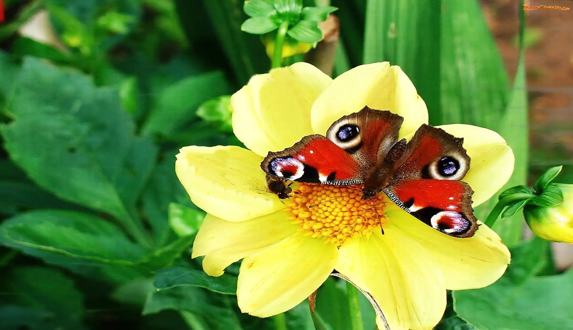 Pawik, Motyl, Rusałka