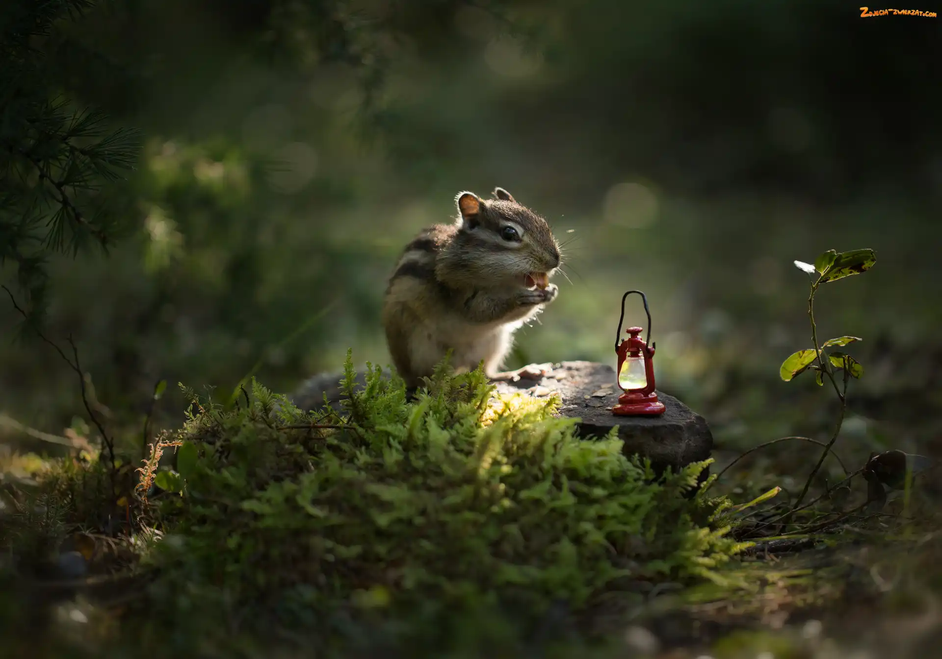Lampka naftowa, Pręgowiec, Światło, Mech, Chipmunk, Kamienie