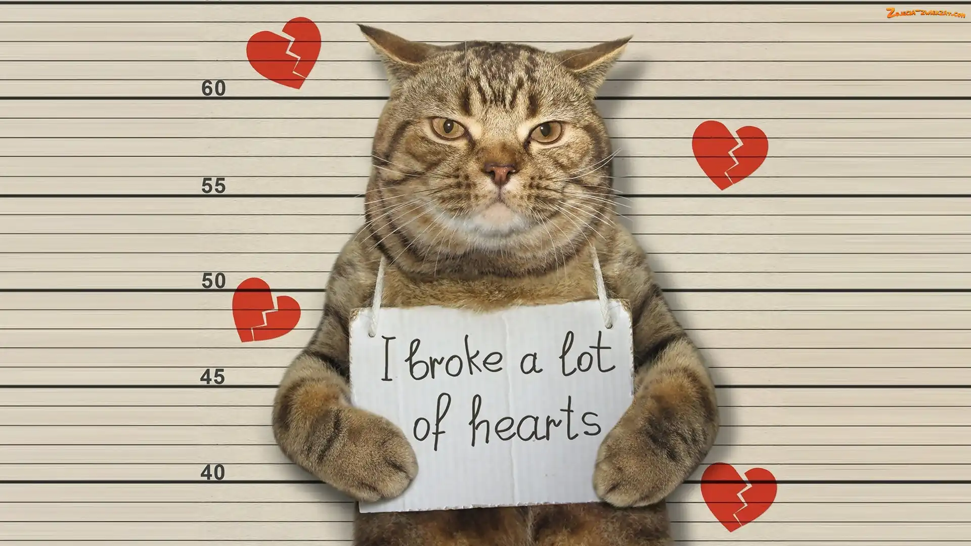 Serca, I broke a lot of hearts, Kartka, Kot, Napis