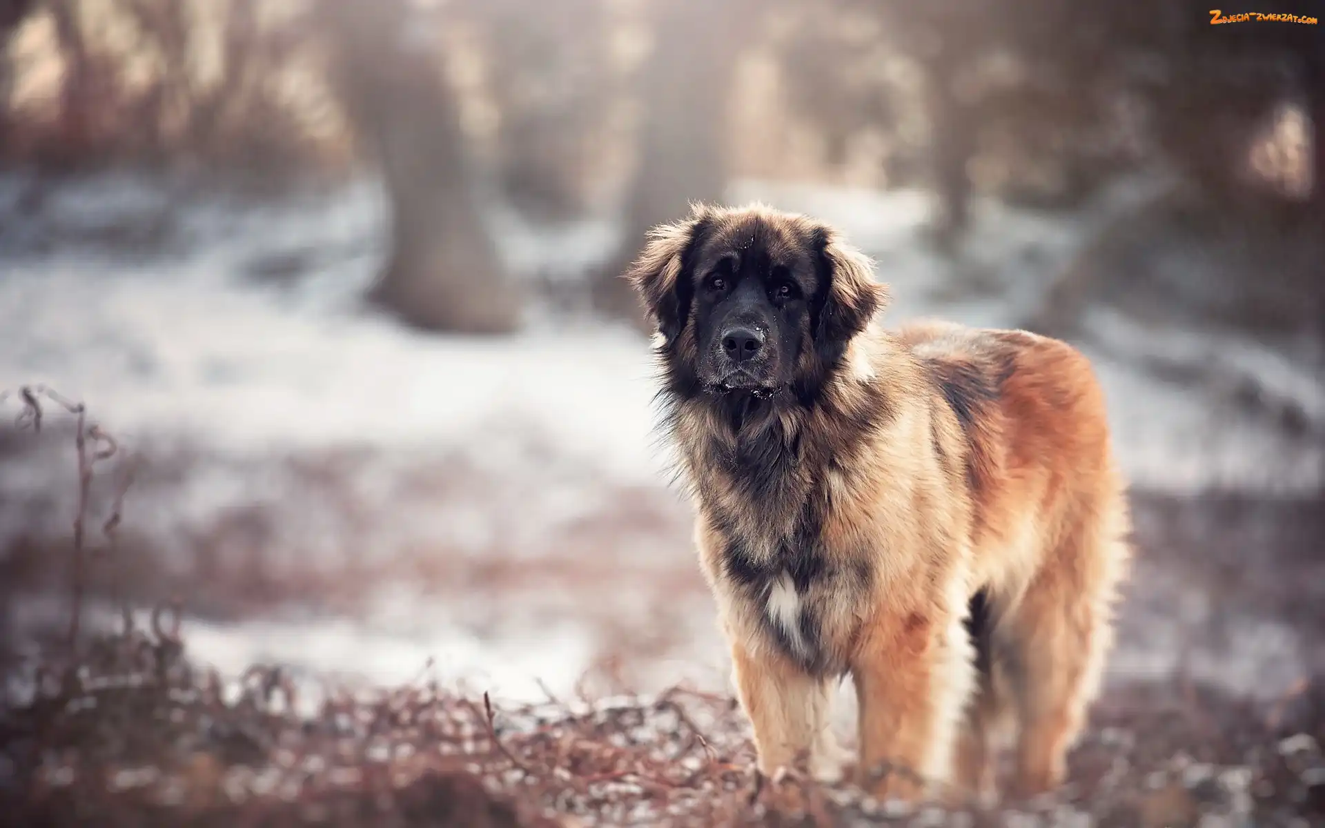 Natura, Tło, Leonberger, Rozmyte