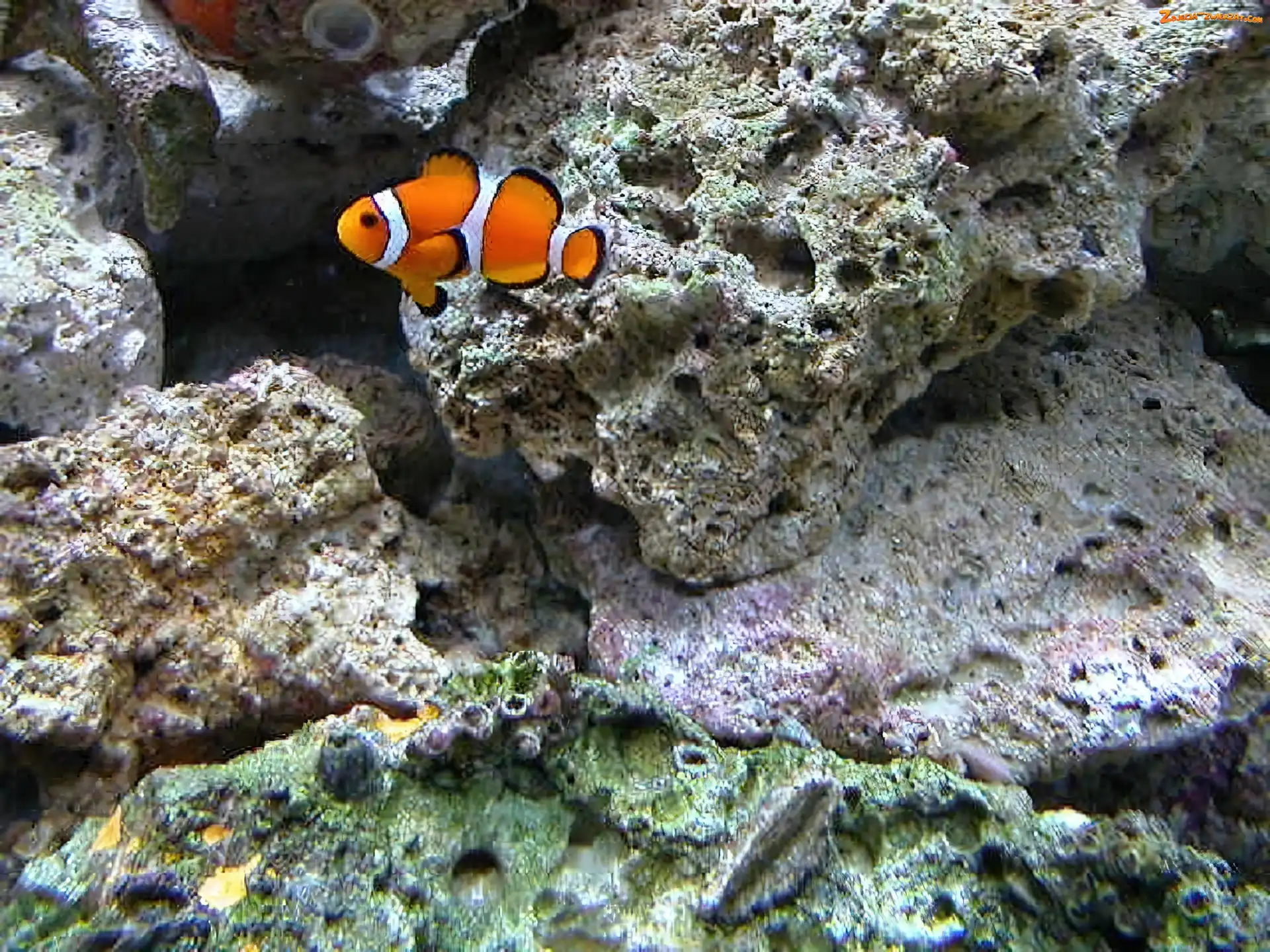 Skały, Nemo, Podwodne