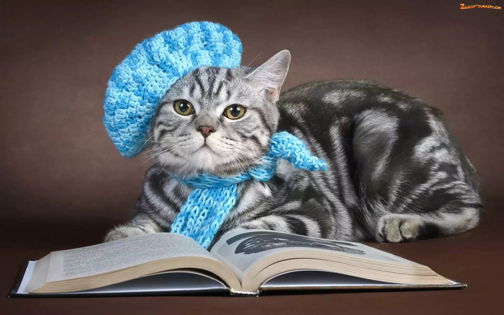 Książka, Beret, Szary, Dzianina, Handmade, Niebieski, Kot, Szalik