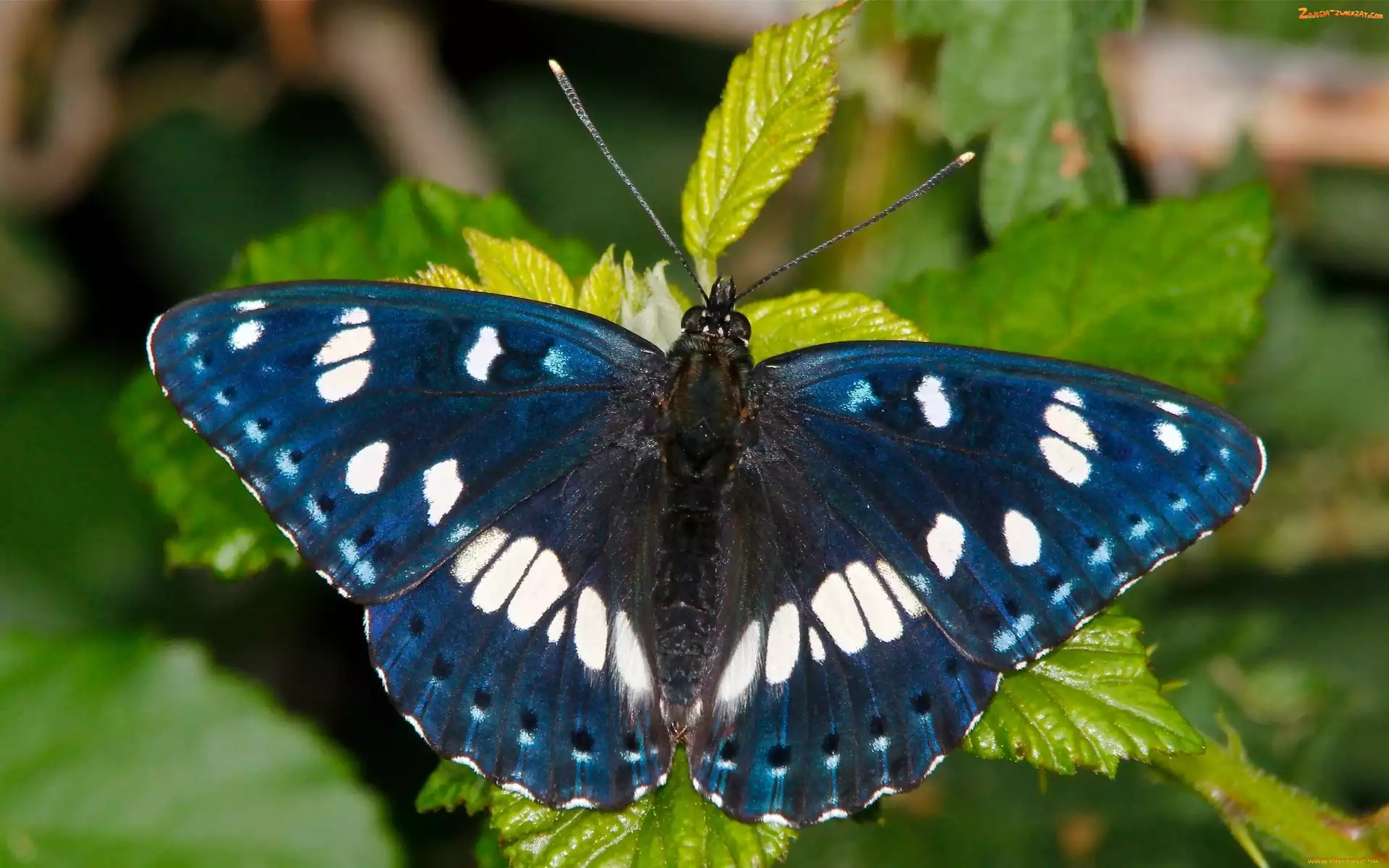 Liście, Niebieski, Motyl