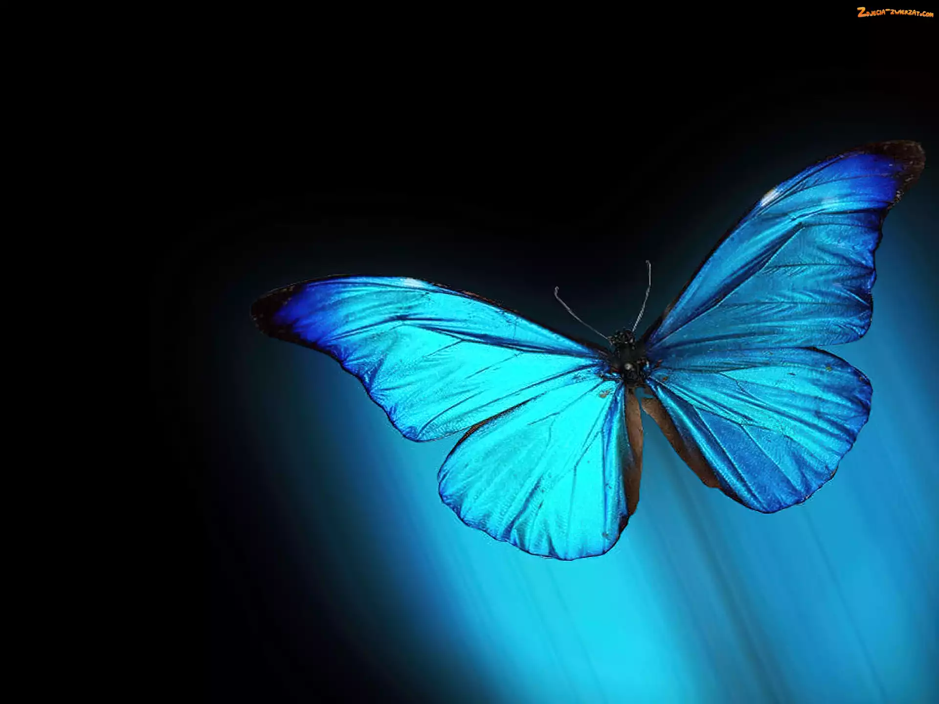 Motyl, Niebieski