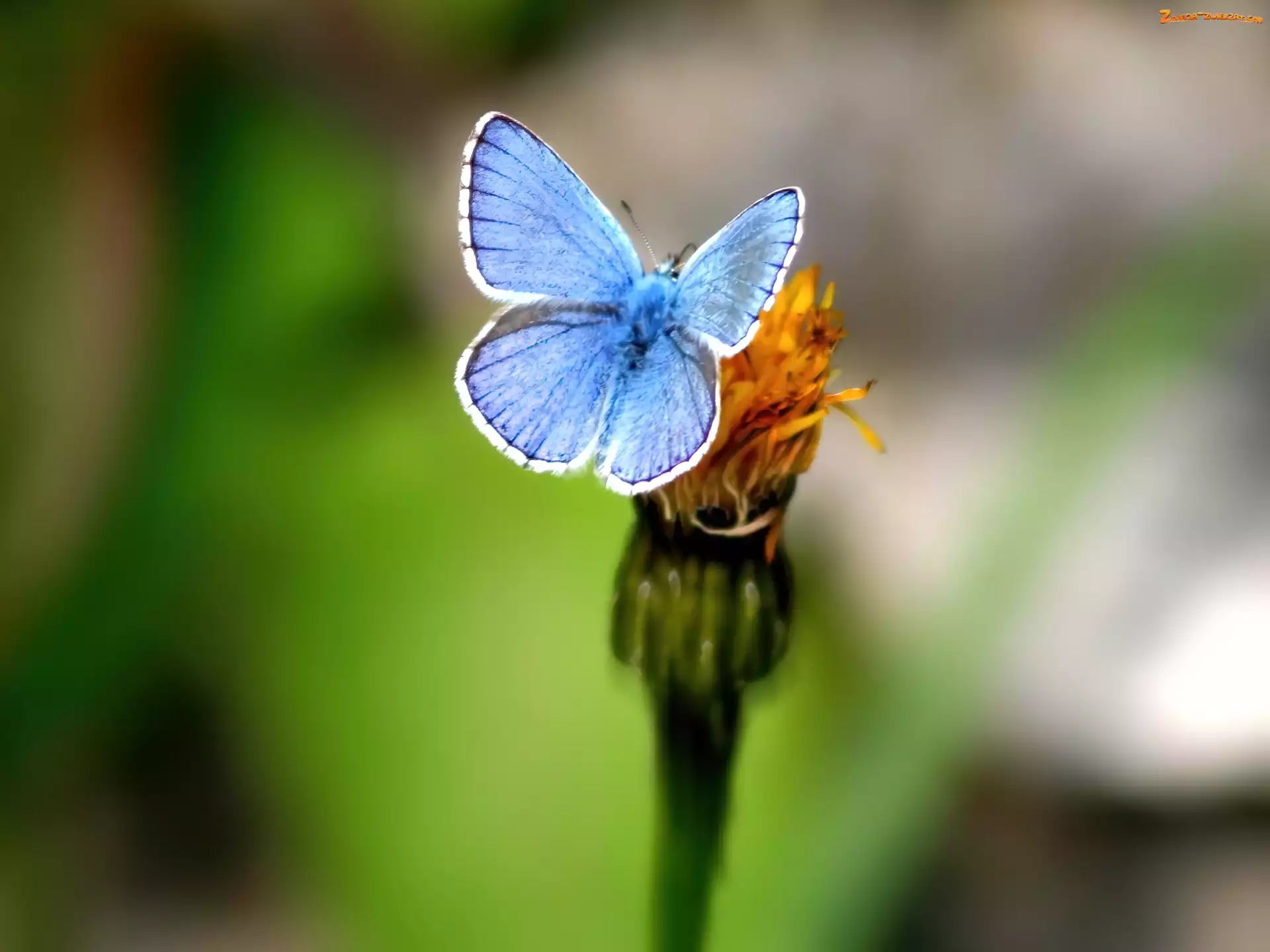 Modraszek ikar, Niebieski, Motyl