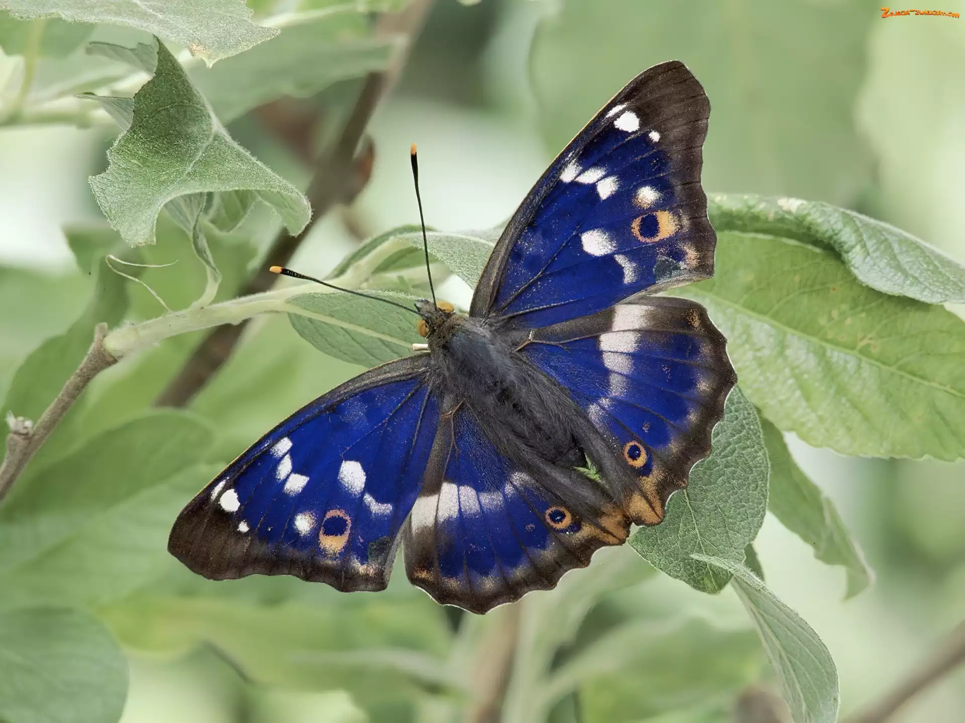 Motyl, Niebieski