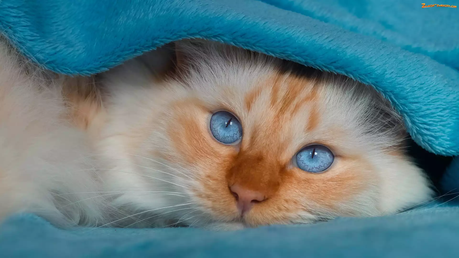 Niebieskooki, Kot, Koc, Niebieski