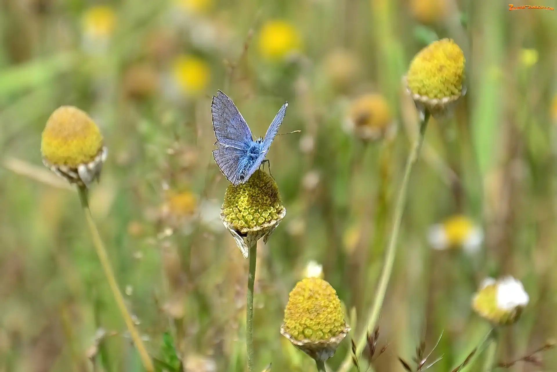 Roślinność, Niebieski, Motyl
