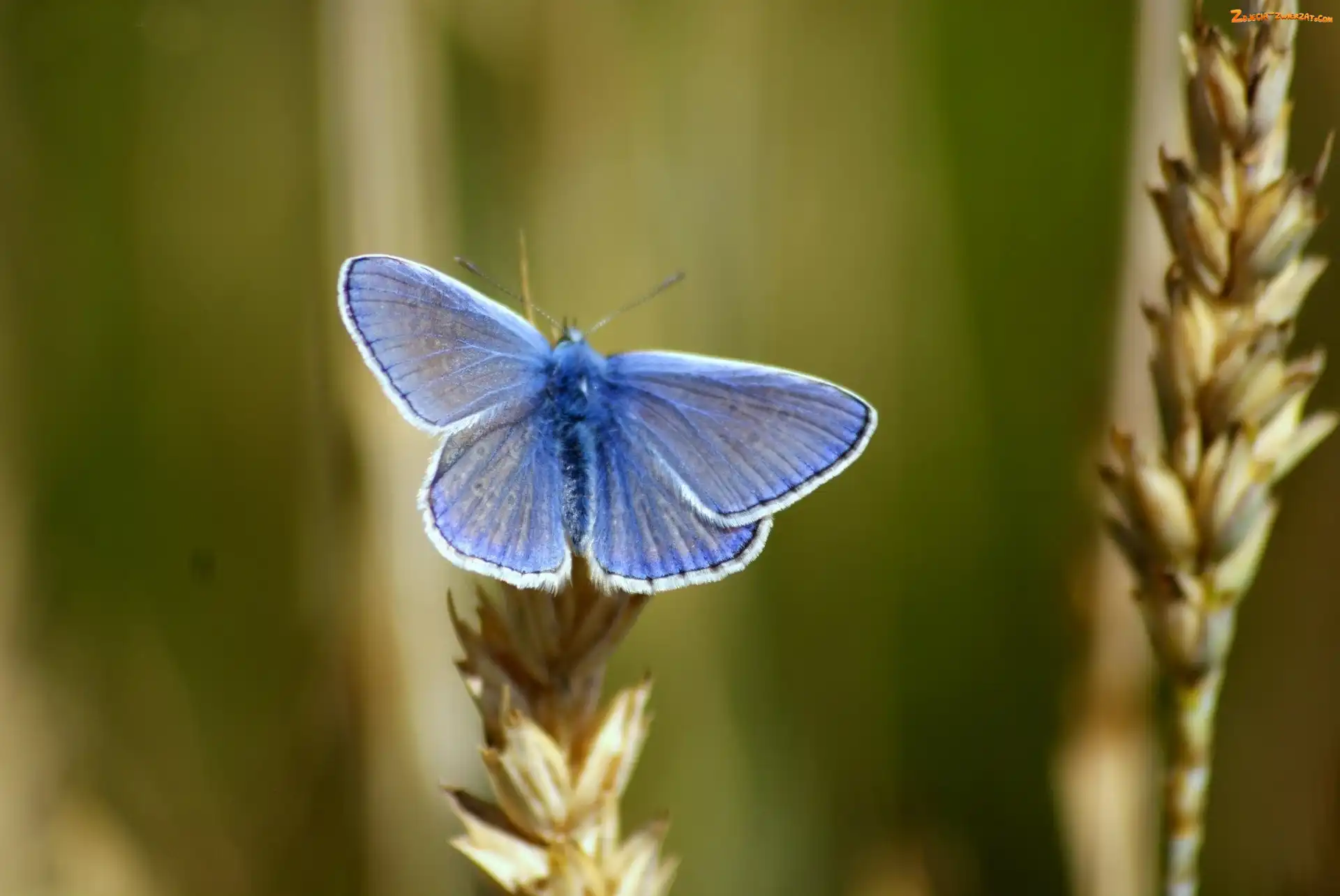 Modraszek, Niebieski, Motyl