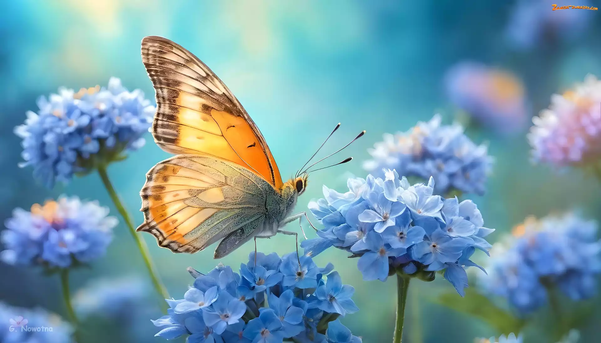 Kwiaty, Niebieskie, Grafika, Motyl, Owad