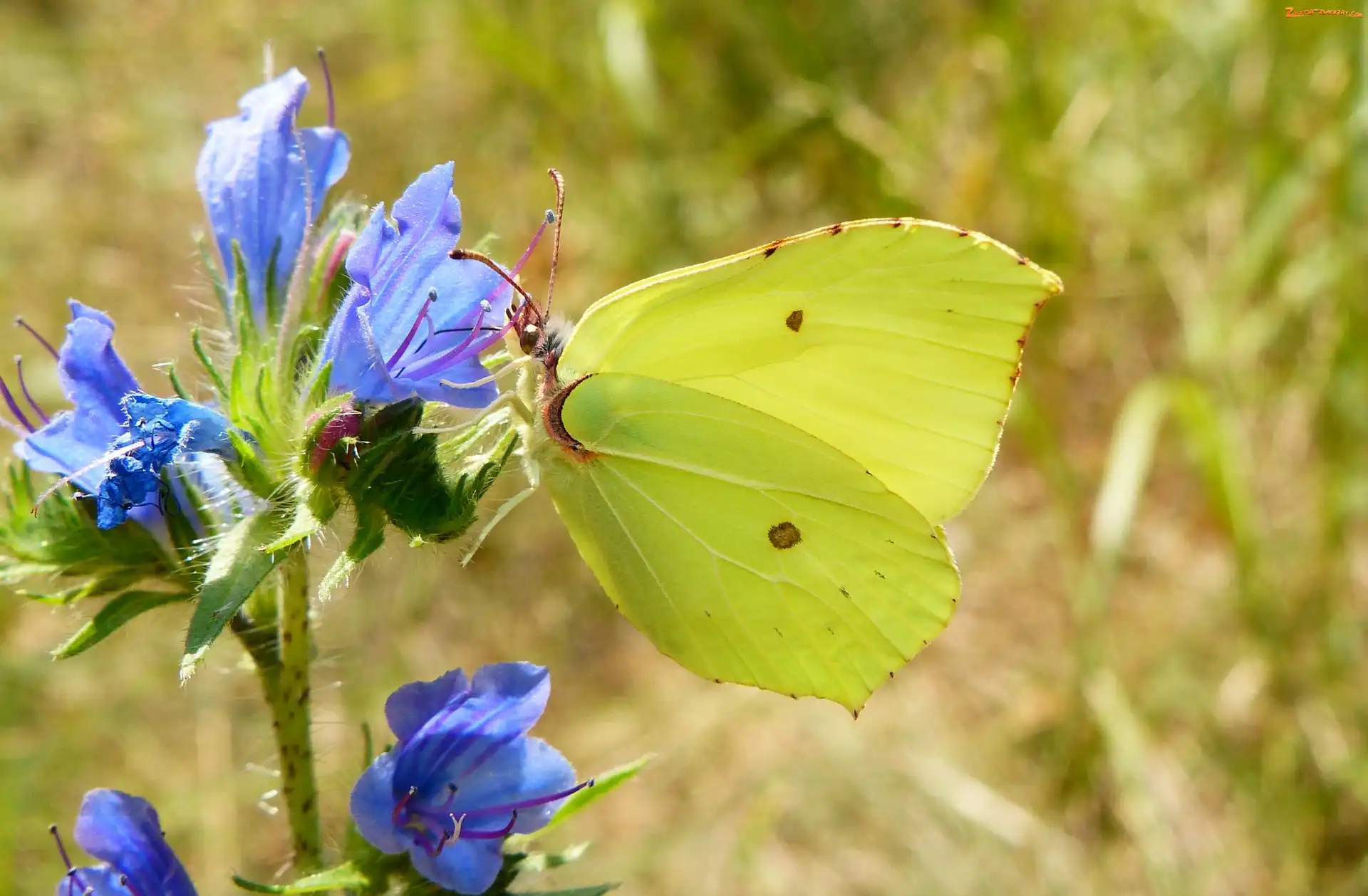 Niebieskie, Kwiaty, Bielinek, Motyl, Listkowiec cytrynek