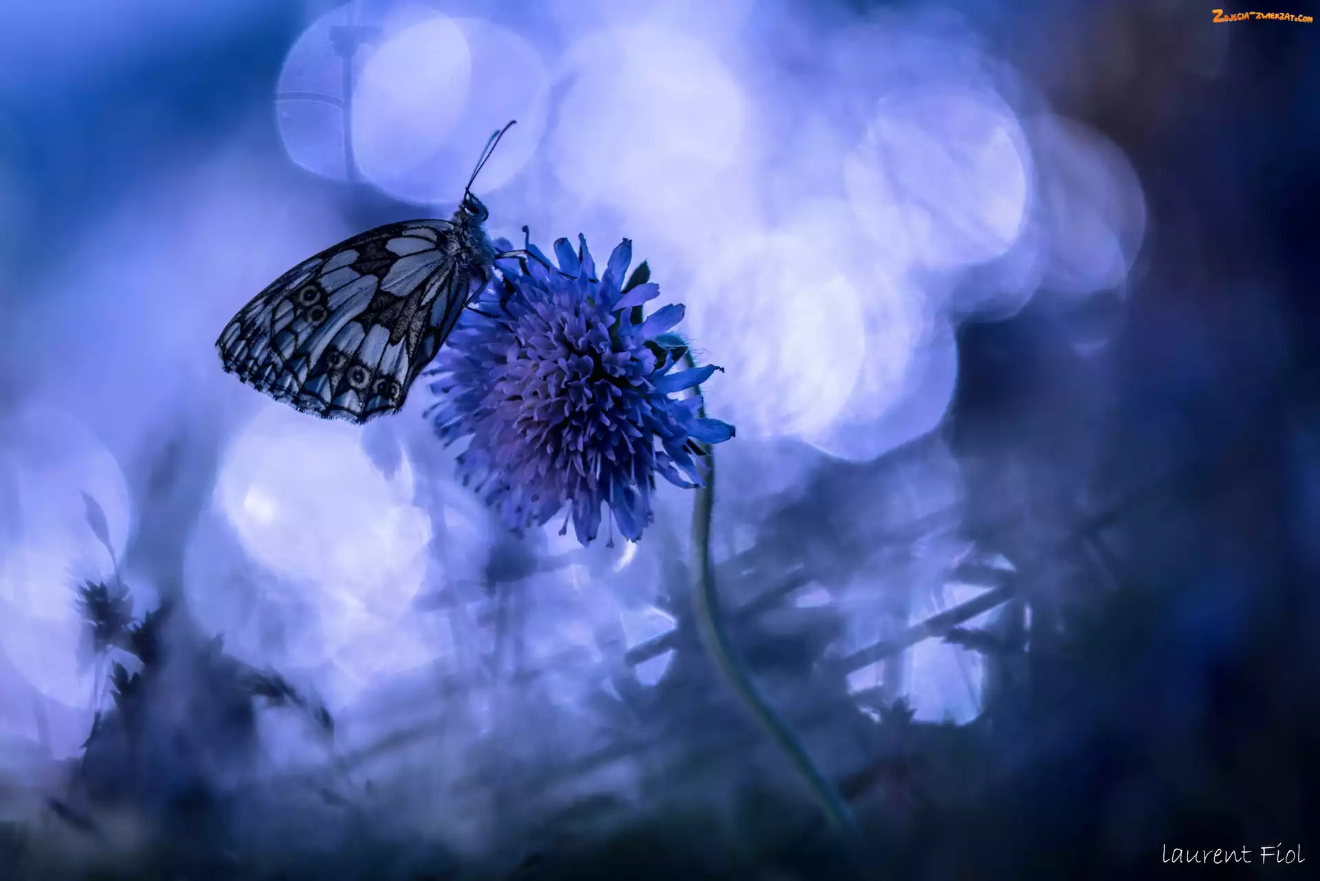 Niebieskie tło, Motyl, Kwiat