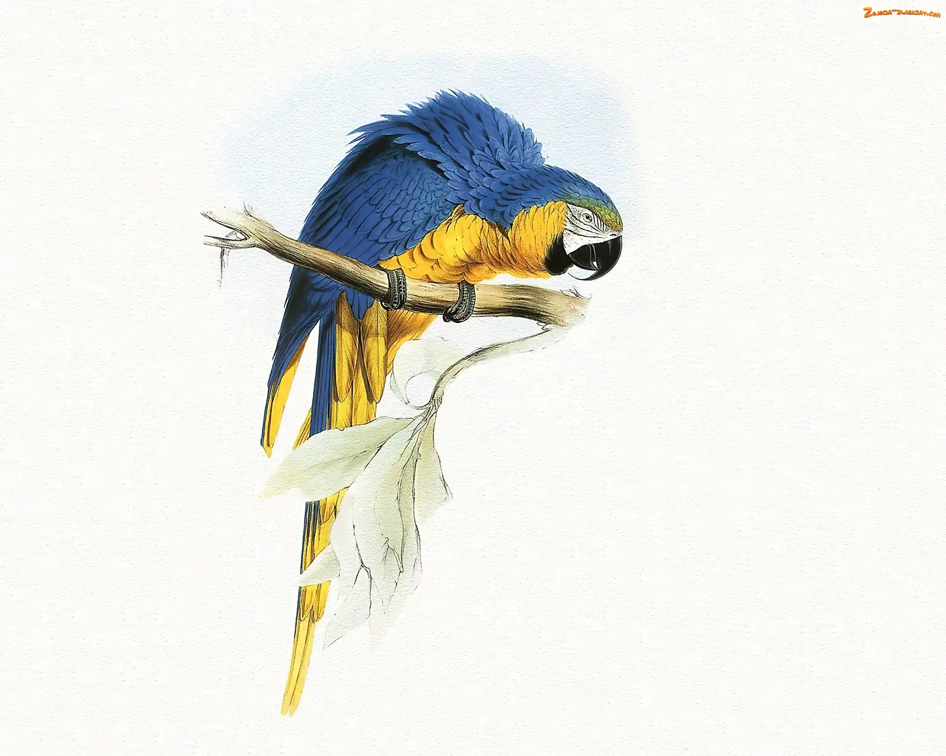 Żółta, Edward Lear, Niebiesko, Papuga