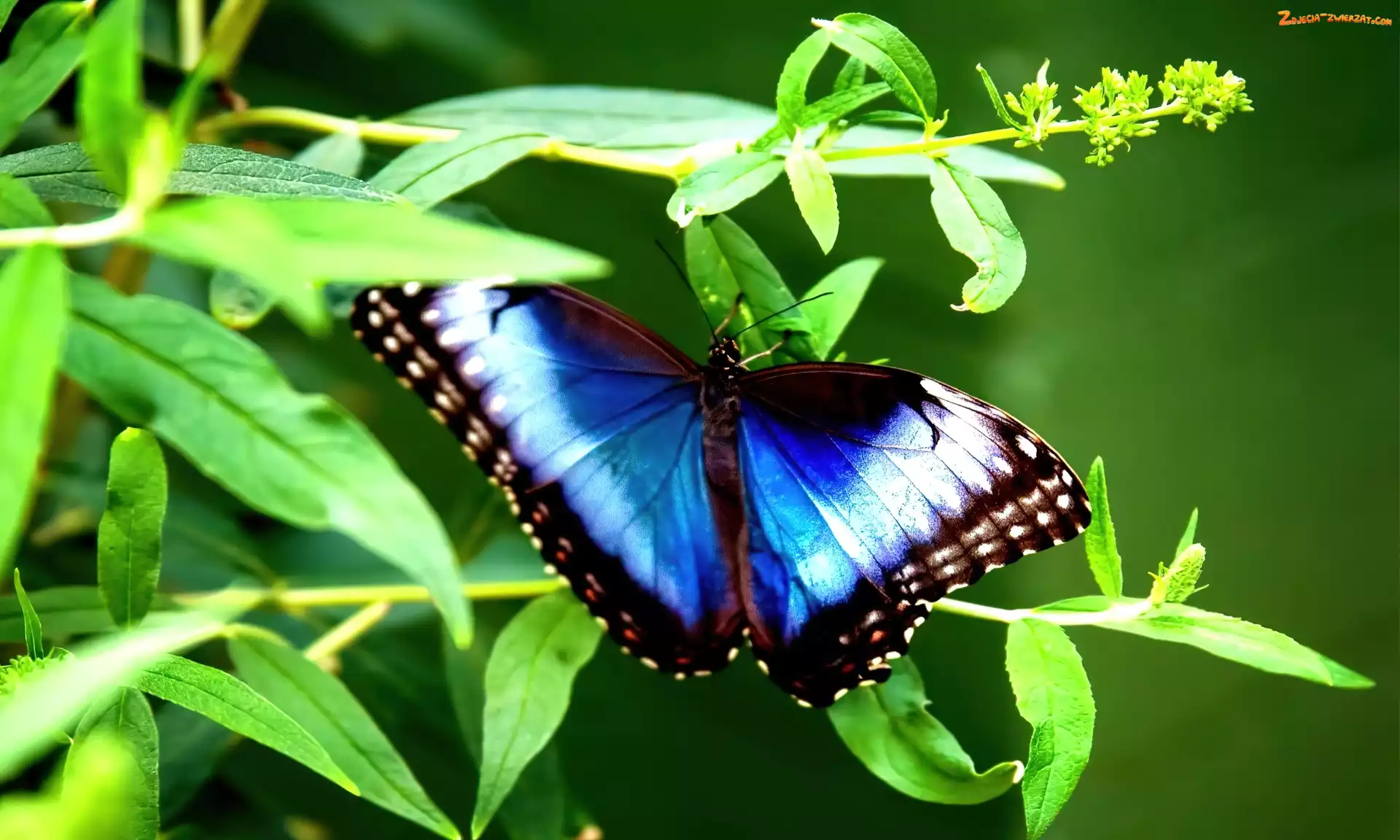 Niebiesko, Liście, Motyl, Brązowy
