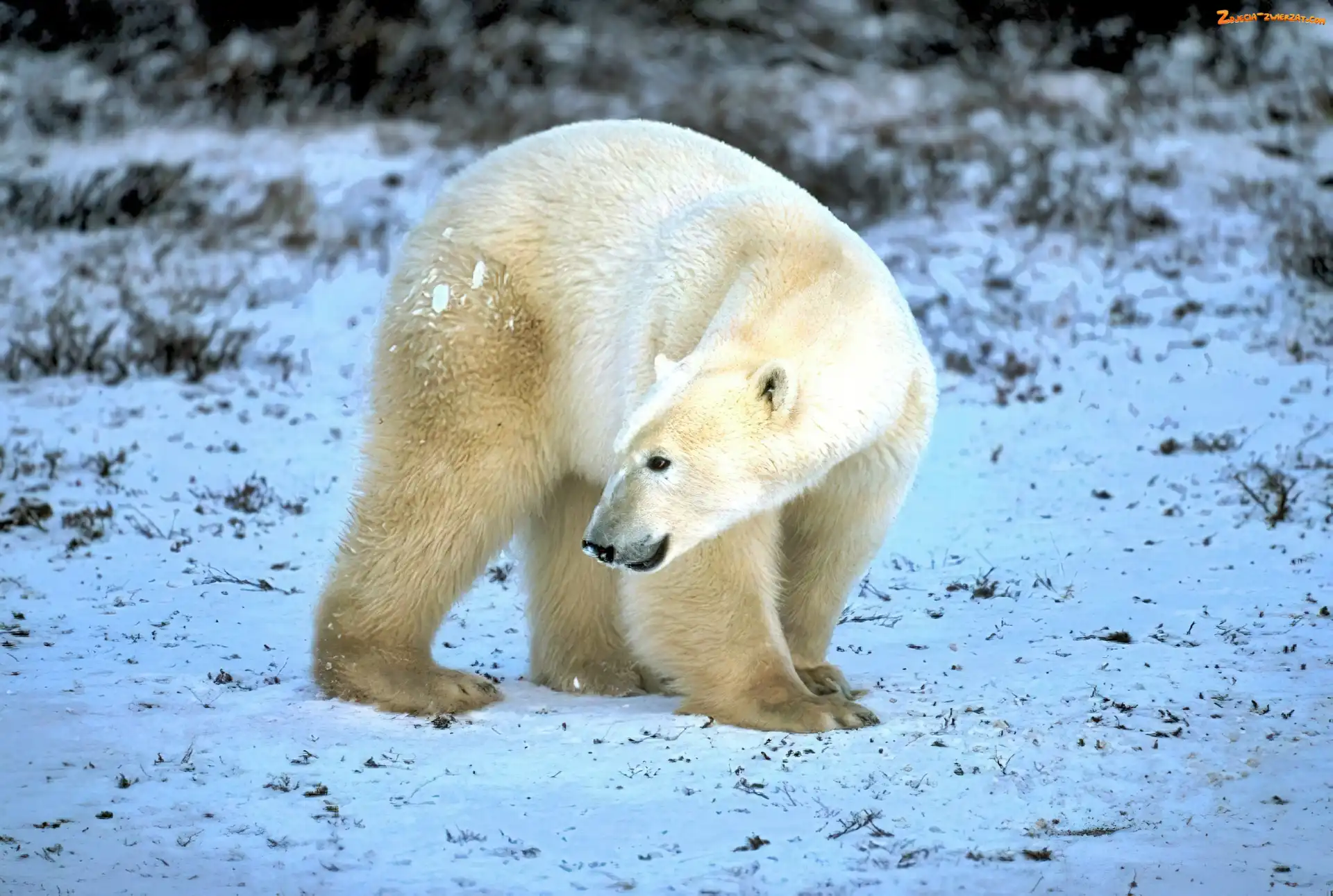 Futro, Niedźwiedź, Polarny