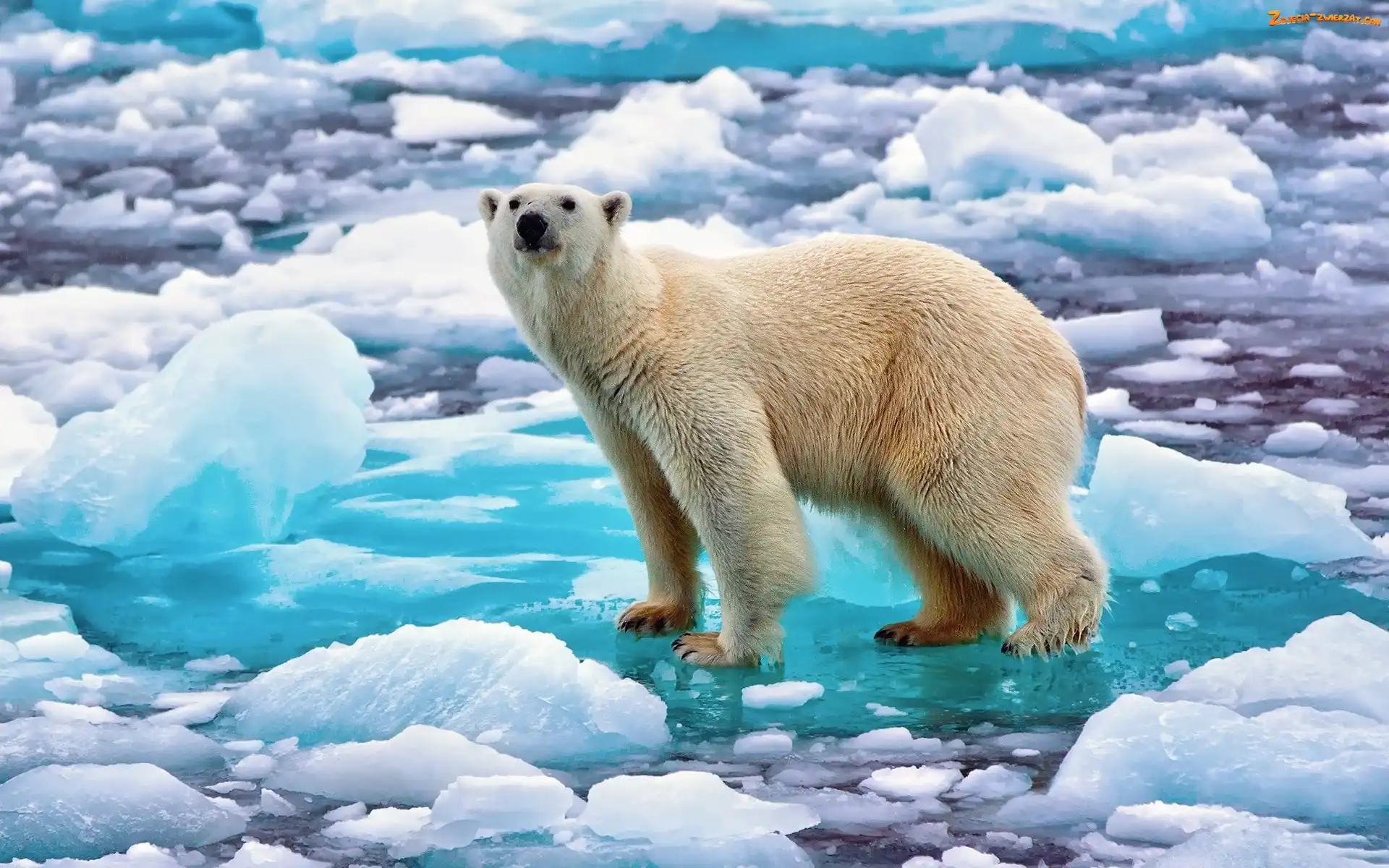 Kra, Niedźwiedź, Polarny