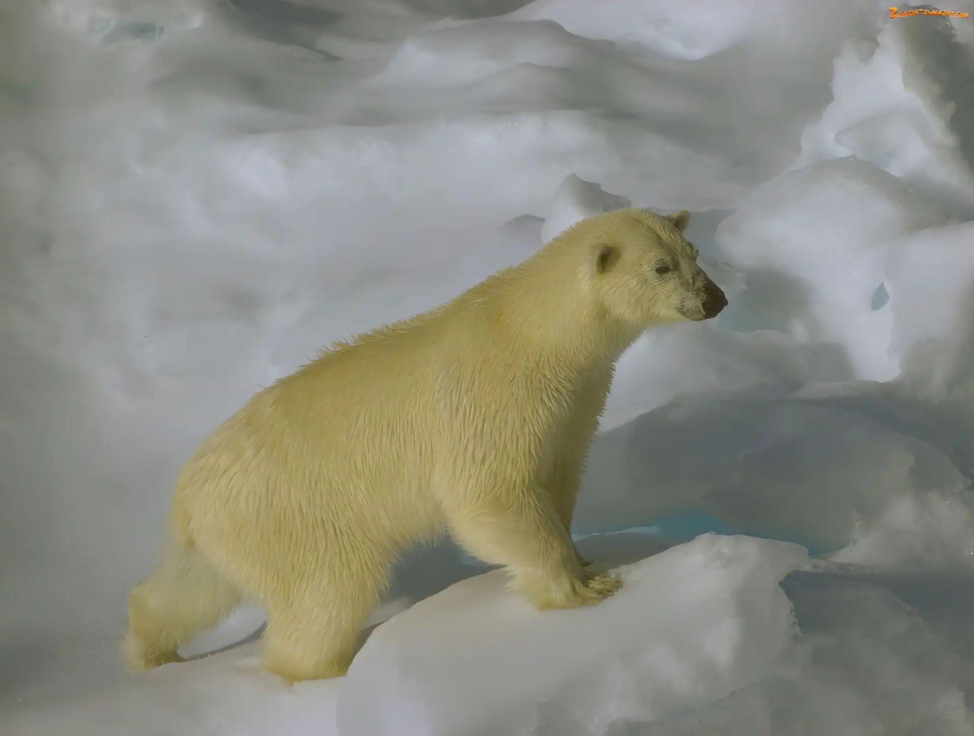 Lód, Niedźwiedź, Polarny