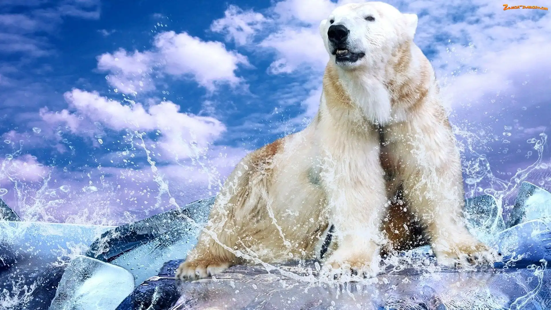 Lód, Niedźwiedź, Polarny