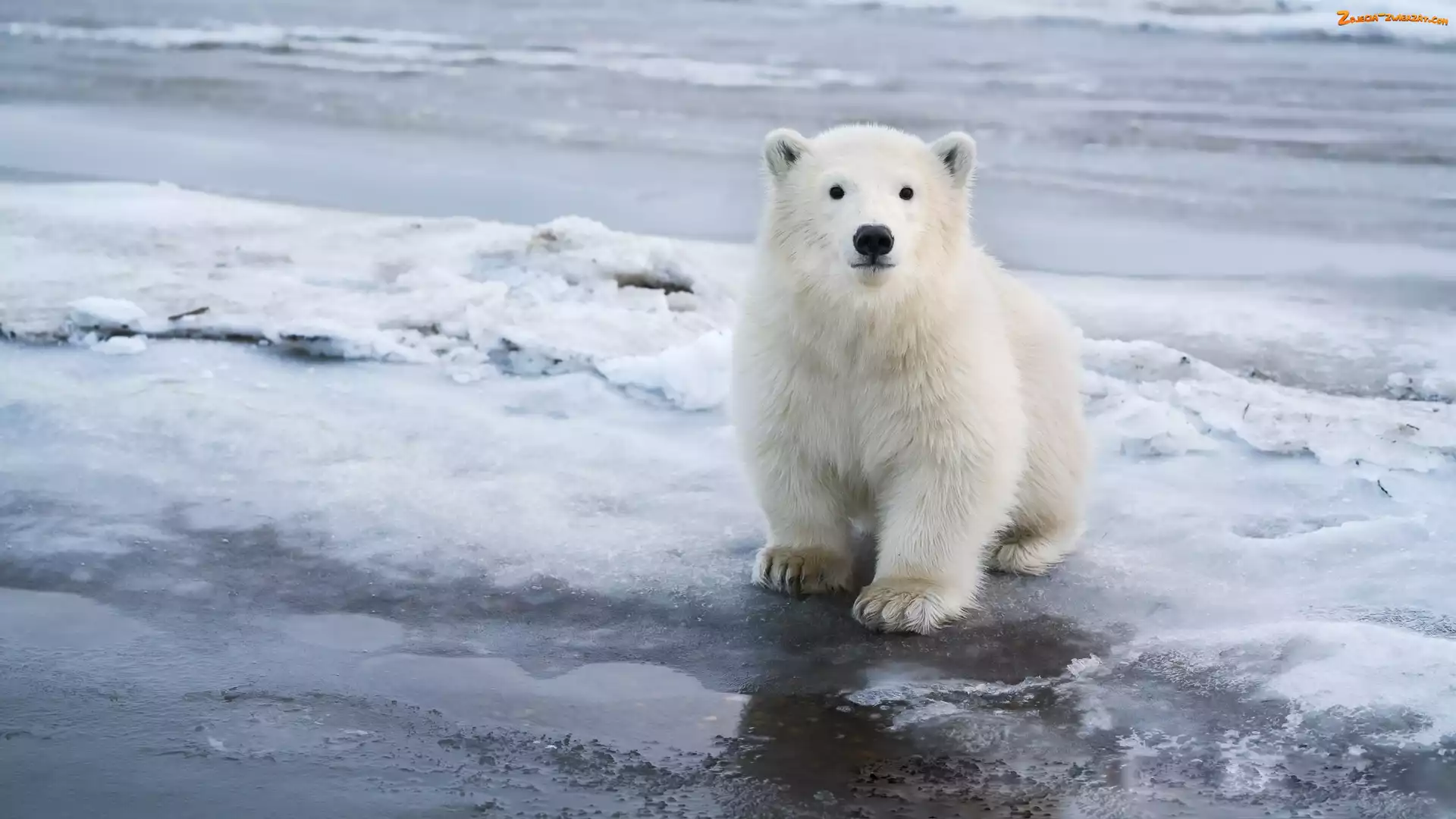 Niedźwiedź, Śnieg, Mały, Polarny