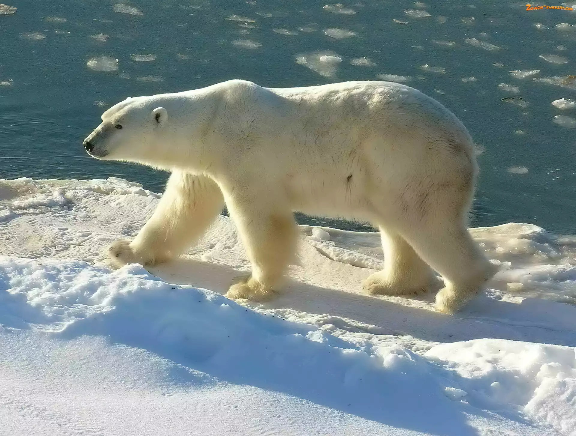 Śnieg, Niedzwiedz, Polarny