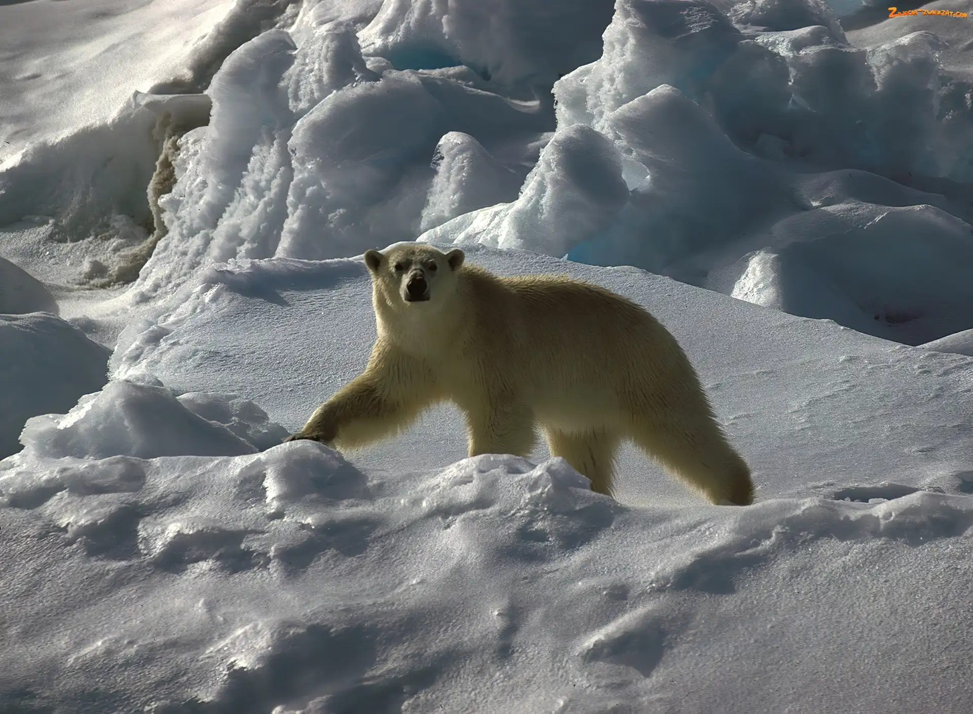 Śnieg, Niedźwiedź, Polarny