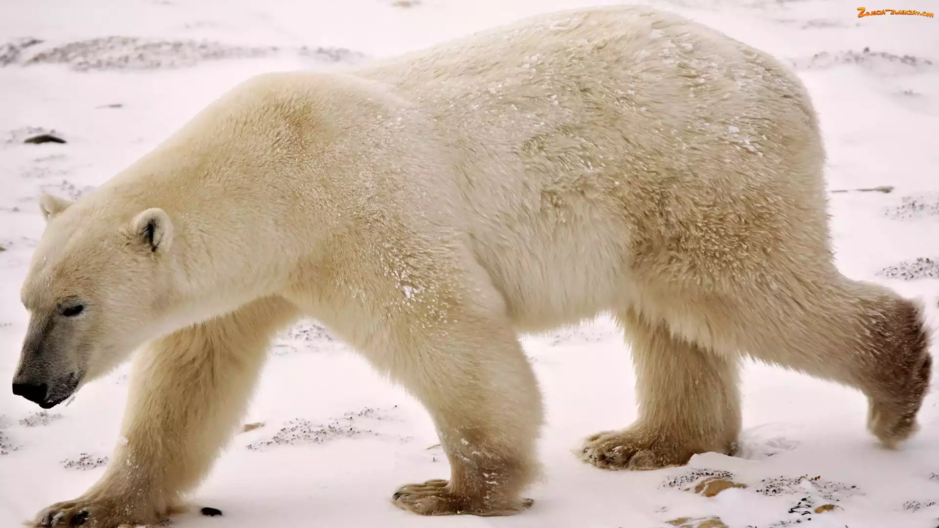 Śnieg, Niedźwiedź, Polarny