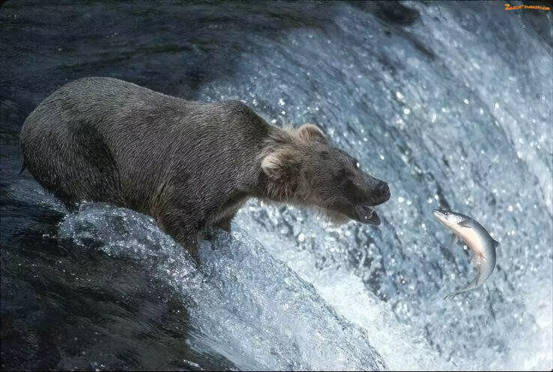 Niedźwiedź, Łosoś