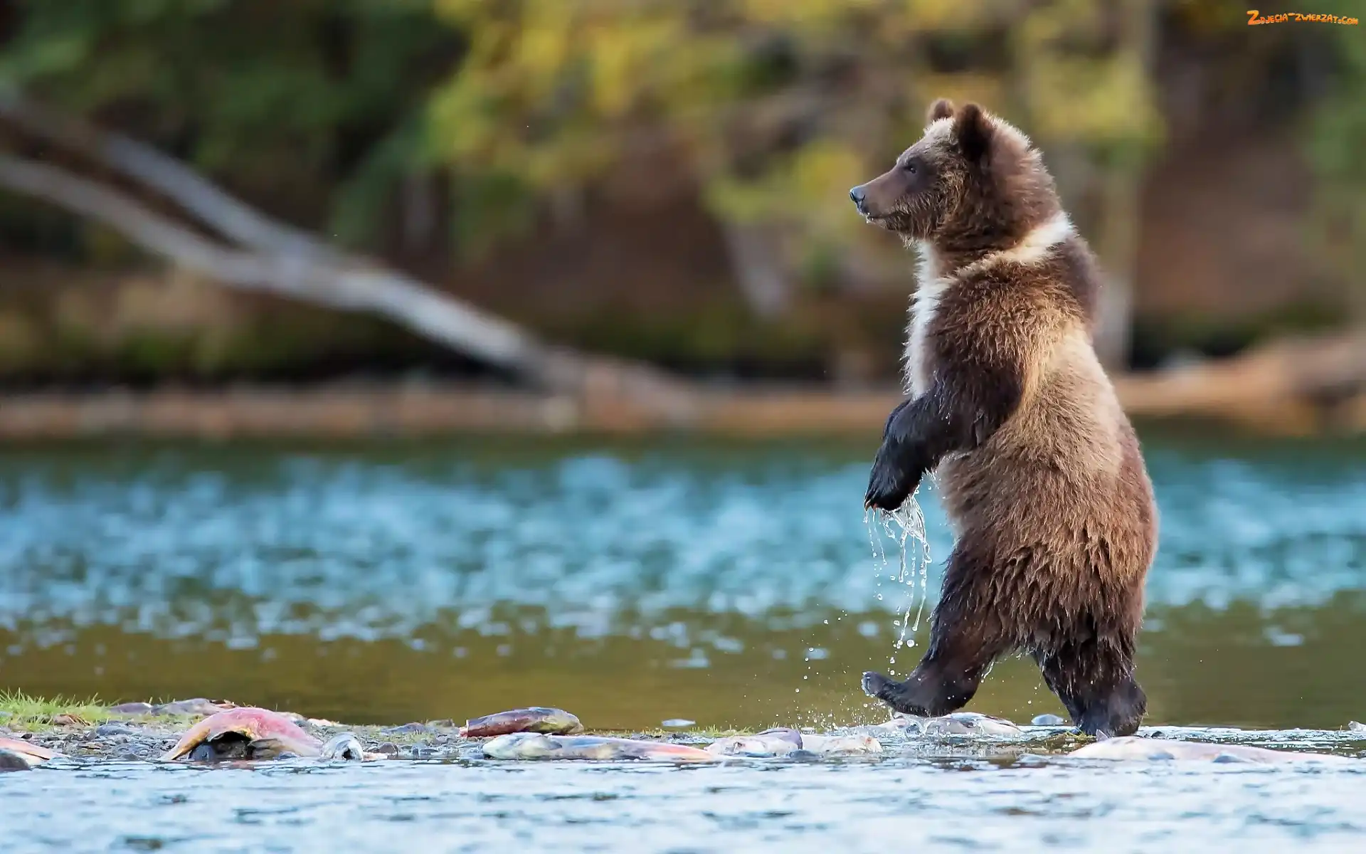 Rzeka, Niedźwiedź, Grizzly