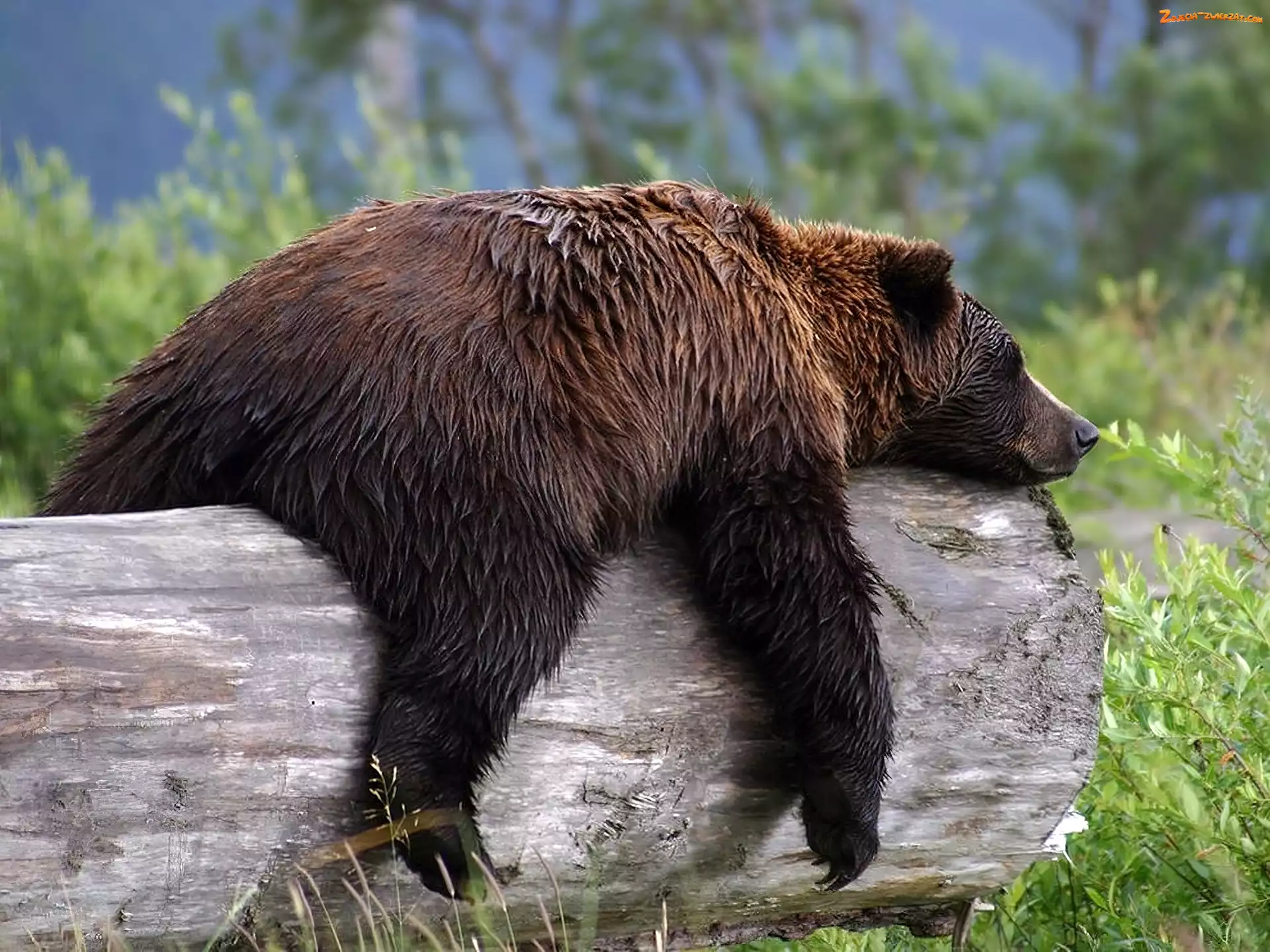Sen, Niedźwiedź, Grizzly