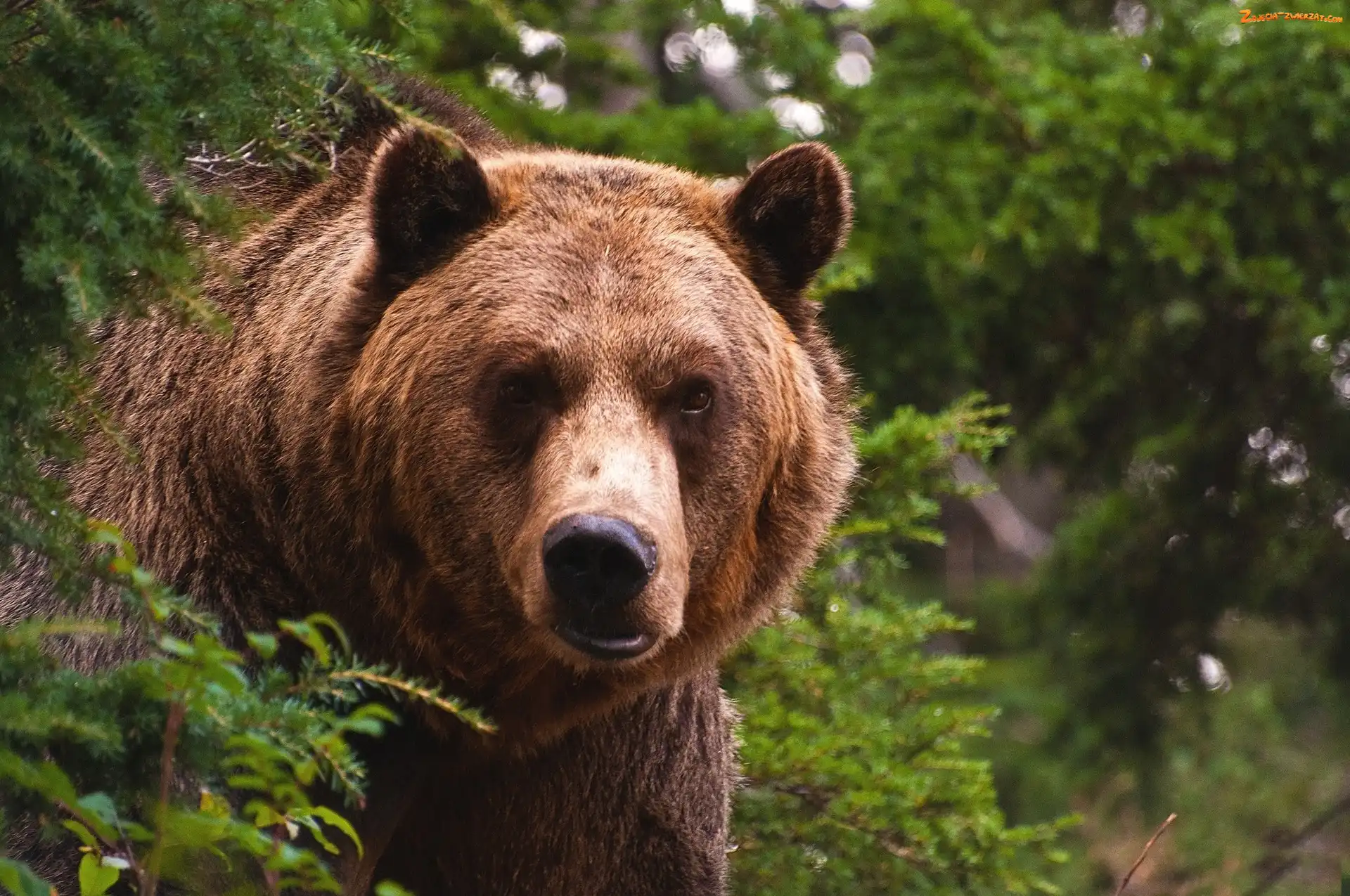 Zieleń, Niedzwiedz, Grizzly