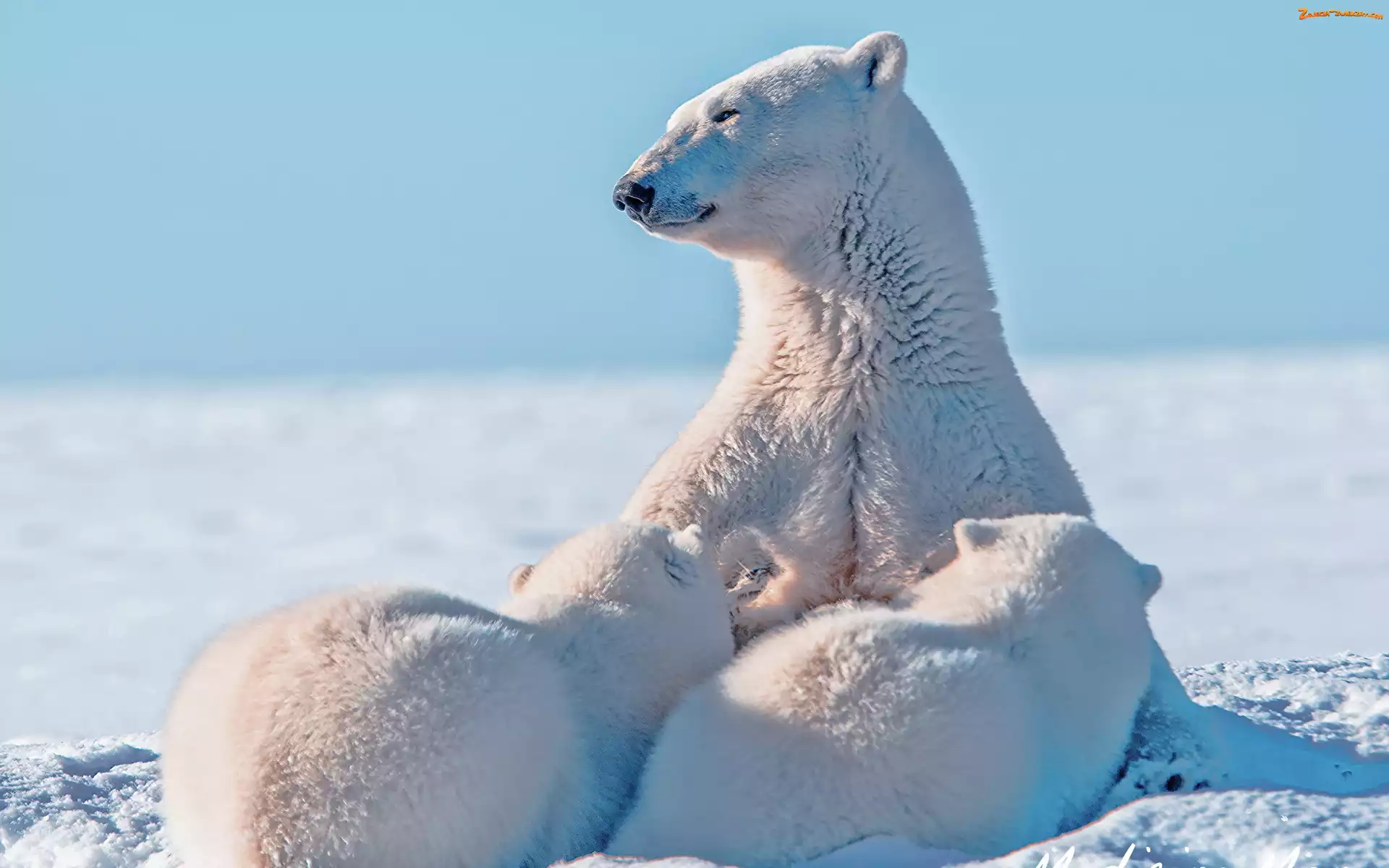 Niedźwiedzica, Misie, Polarne, Niedźwiedzie, Małe