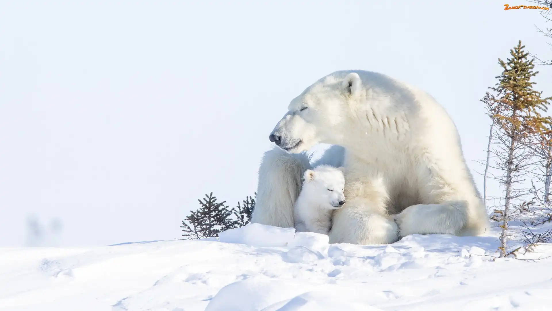 Niedźwiedzica, Śnieg, Niedźwiedzie polarne, Niedźwiadek