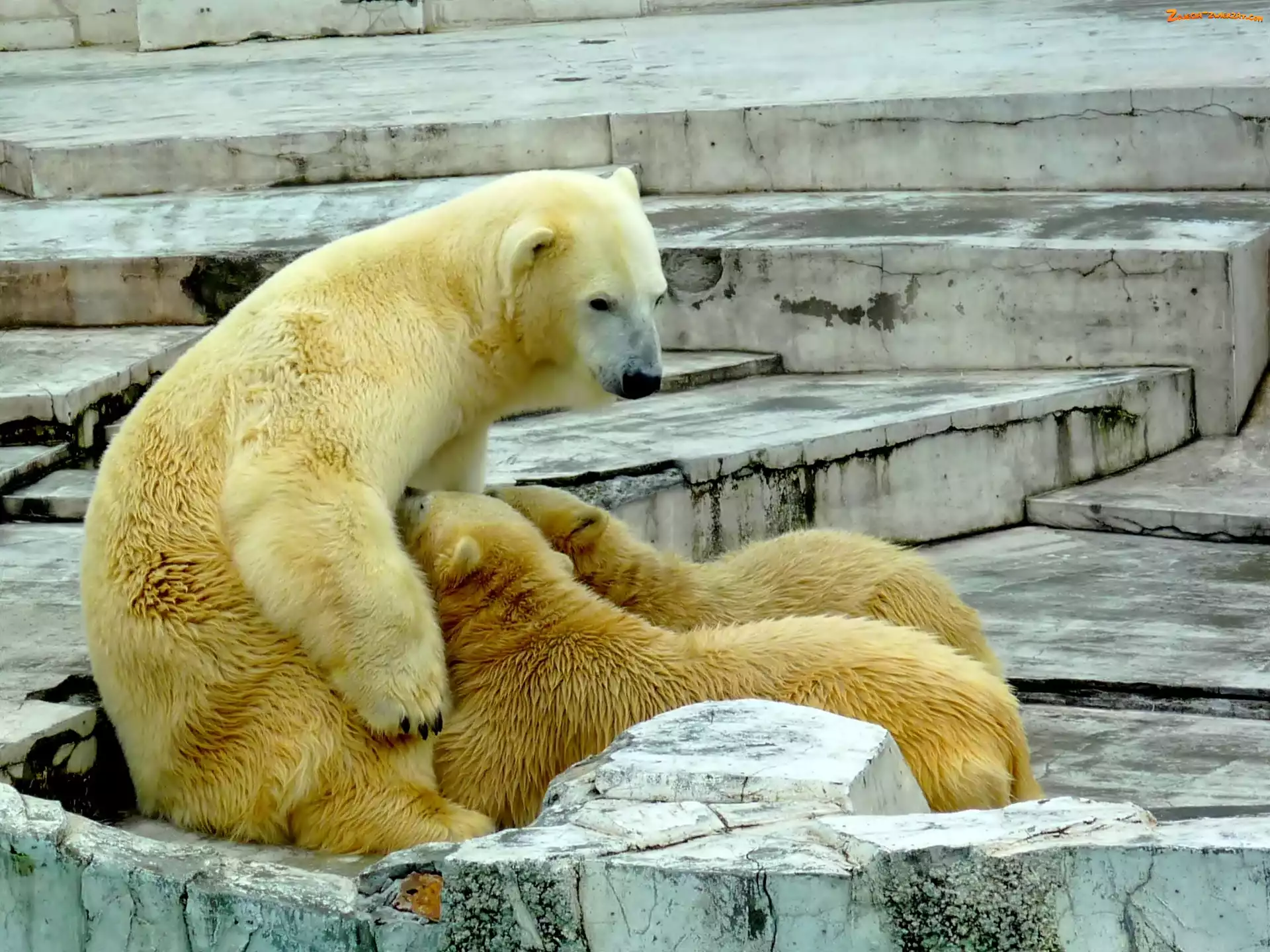 Zoo, Niedźwiedzica, Niedźwiadki