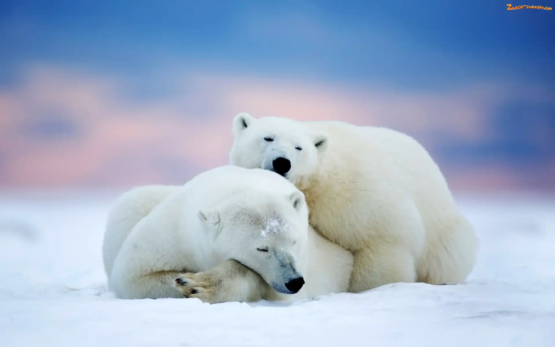 Niedźwiedzie, Śnieg, Dwa, Polarne