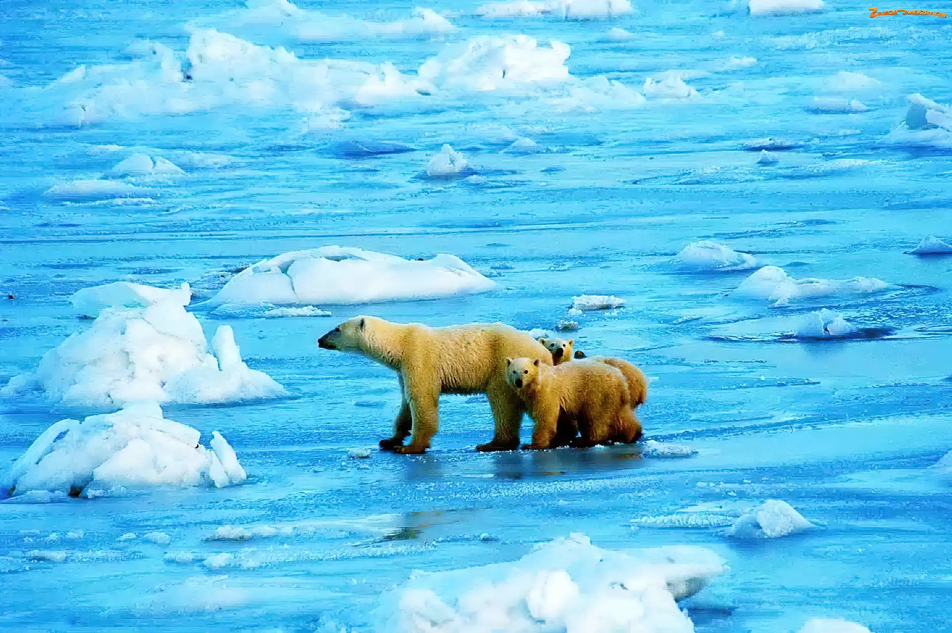 Lód, Niedźwiedzie, Woda