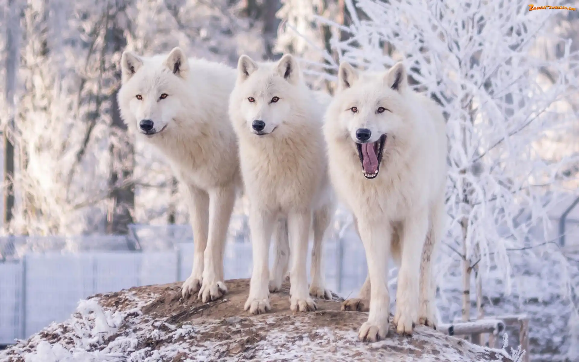 Śnieg, Trzy, Wilki polarne, Trzy, Białe