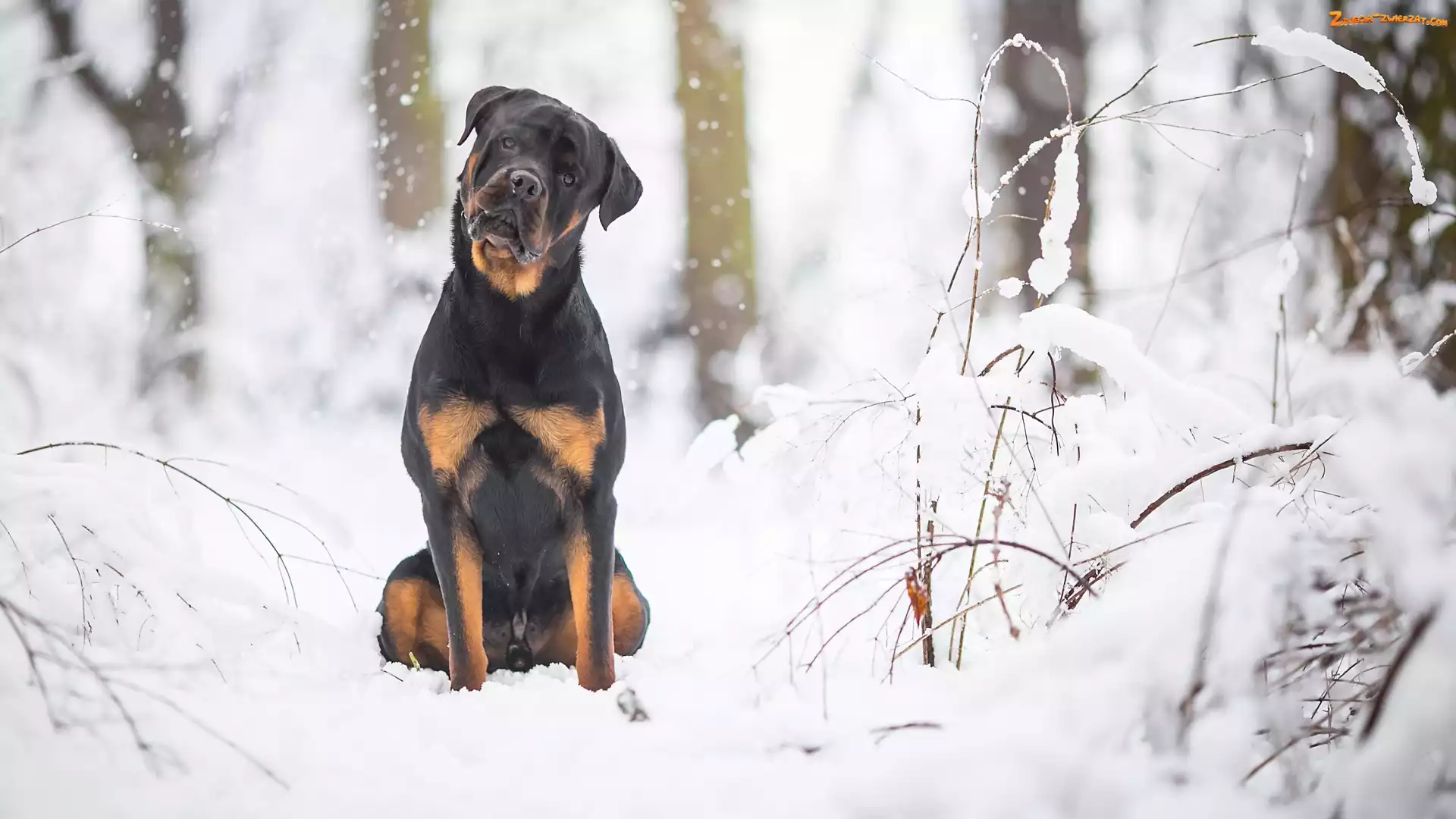 Śnieg, Pies, Gałązki, Drzewa, Rottweiler, Las