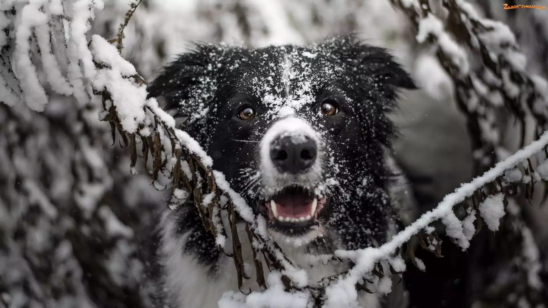 Śnieg, Gałązki, Border collie, Pies, Mordka