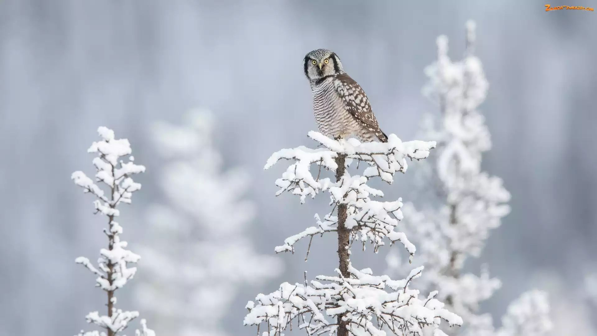 Śnieg, Drzewko, Sowa jarzębata, Ptak, Ośnieżone