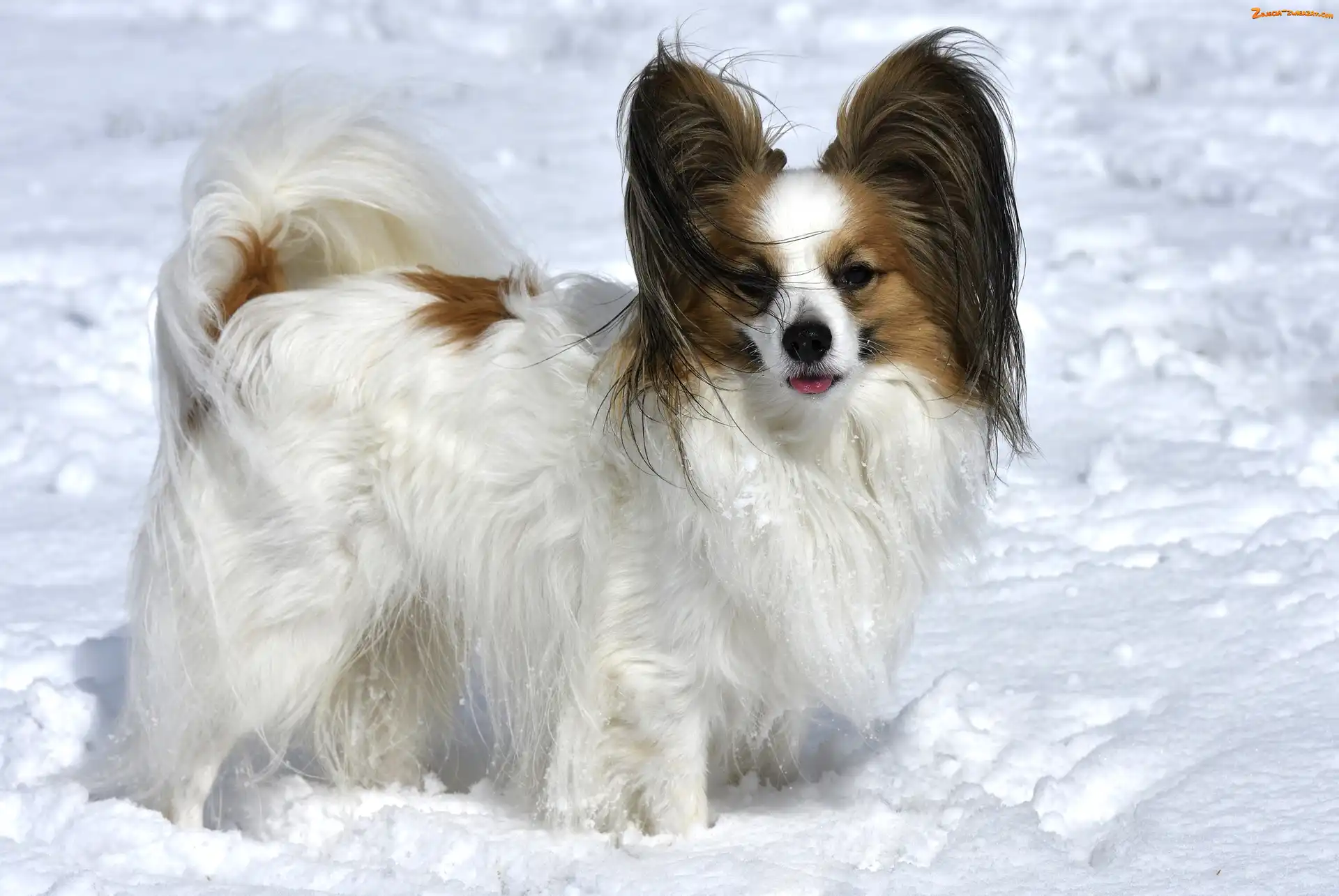 Śnieg, Pies, Spaniel kontynentalny miniaturowy Papillon